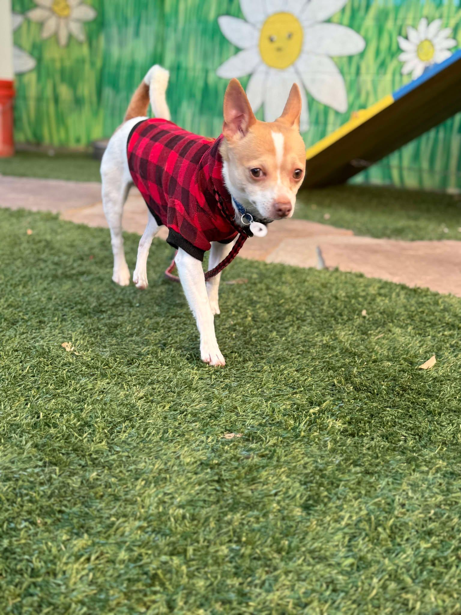 Enlarge George, an adopted Chihuahua in Phoenix, AZ image 6/6