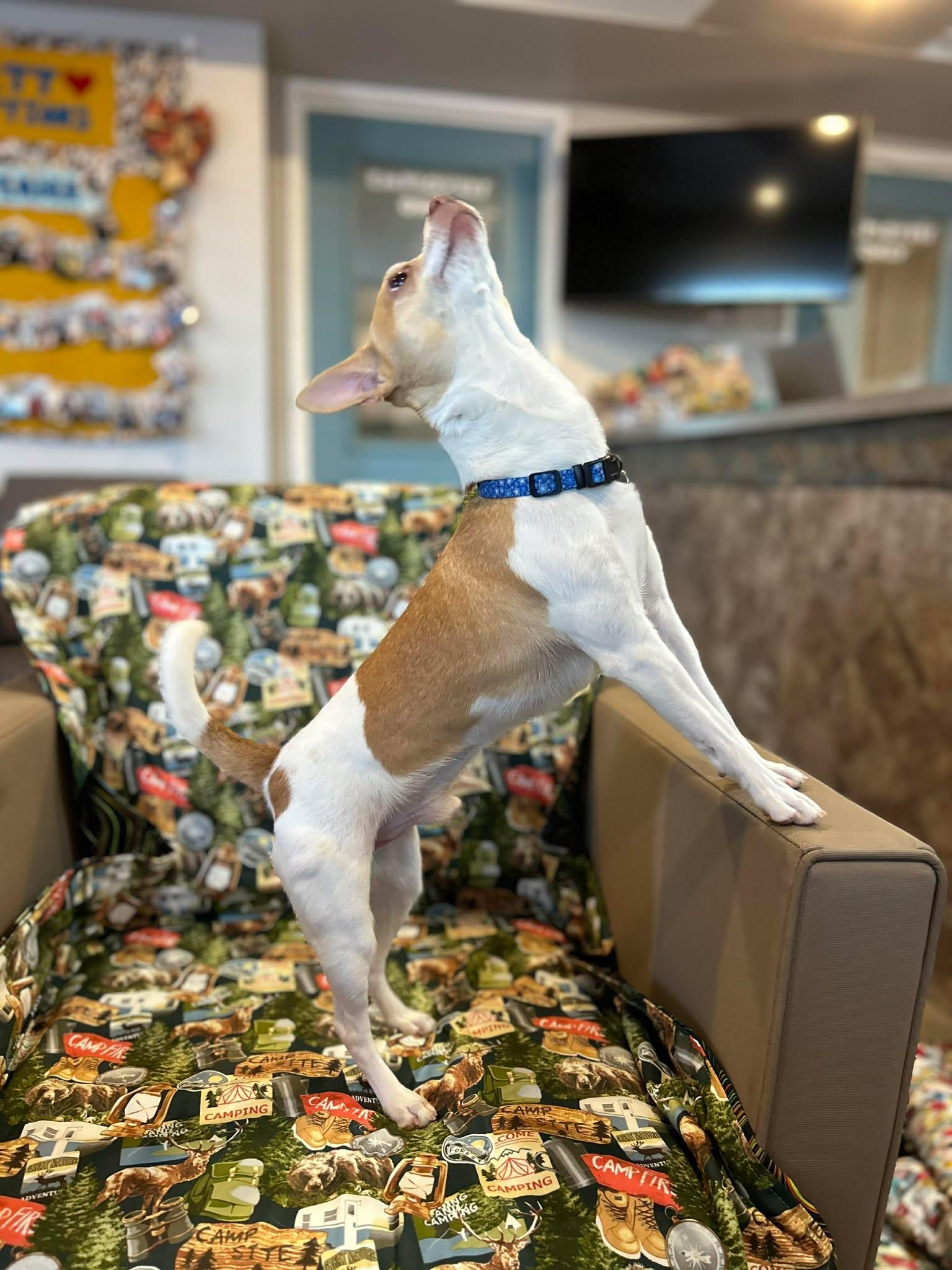 Enlarge Geode, a ADOPTABLE Chihuahua in Phoenix, AZ image 3/5