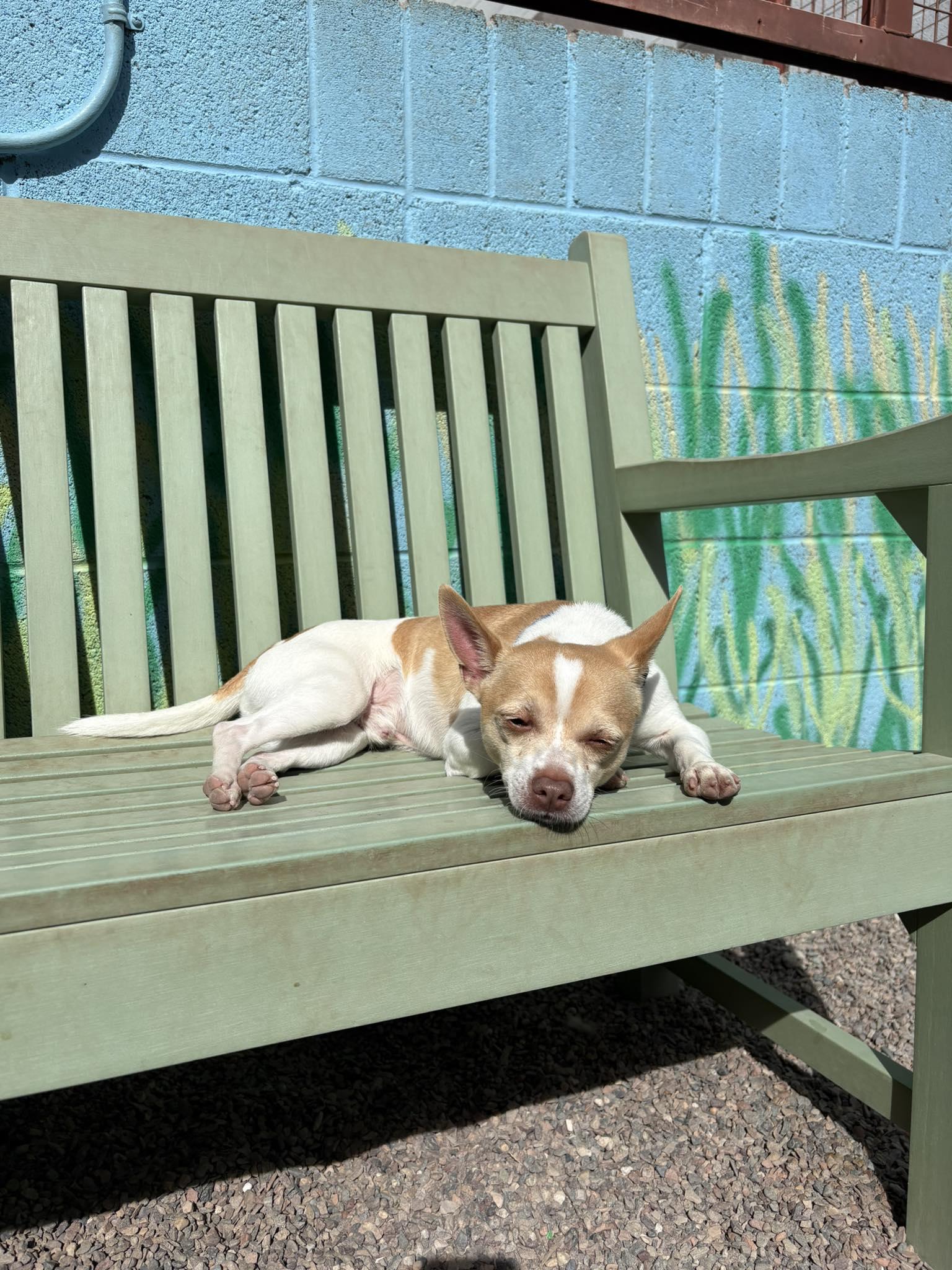 Enlarge George, an adopted Chihuahua in Phoenix, AZ image 1/6