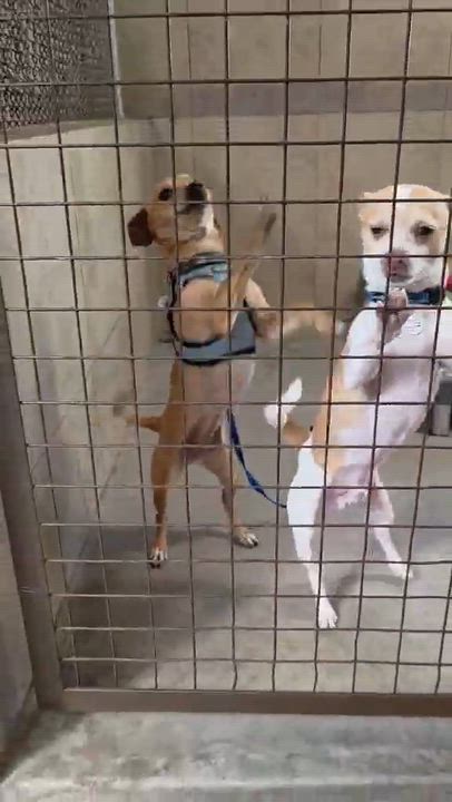 Enlarge George, an adopted Chihuahua in Phoenix, AZ video 5/6