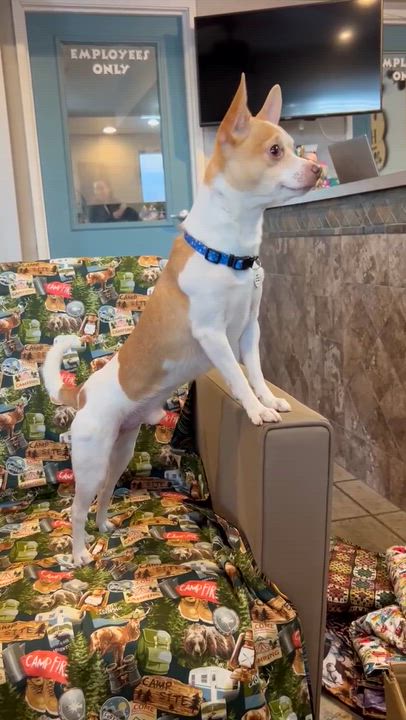 Enlarge Geode, a ADOPTABLE Chihuahua in Phoenix, AZ video 4/5