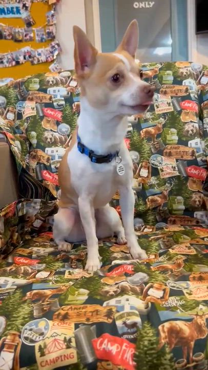 Enlarge Geode, a ADOPTABLE Chihuahua in Phoenix, AZ video 5/5
