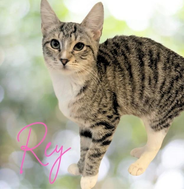 Rey, Adult Female unknown