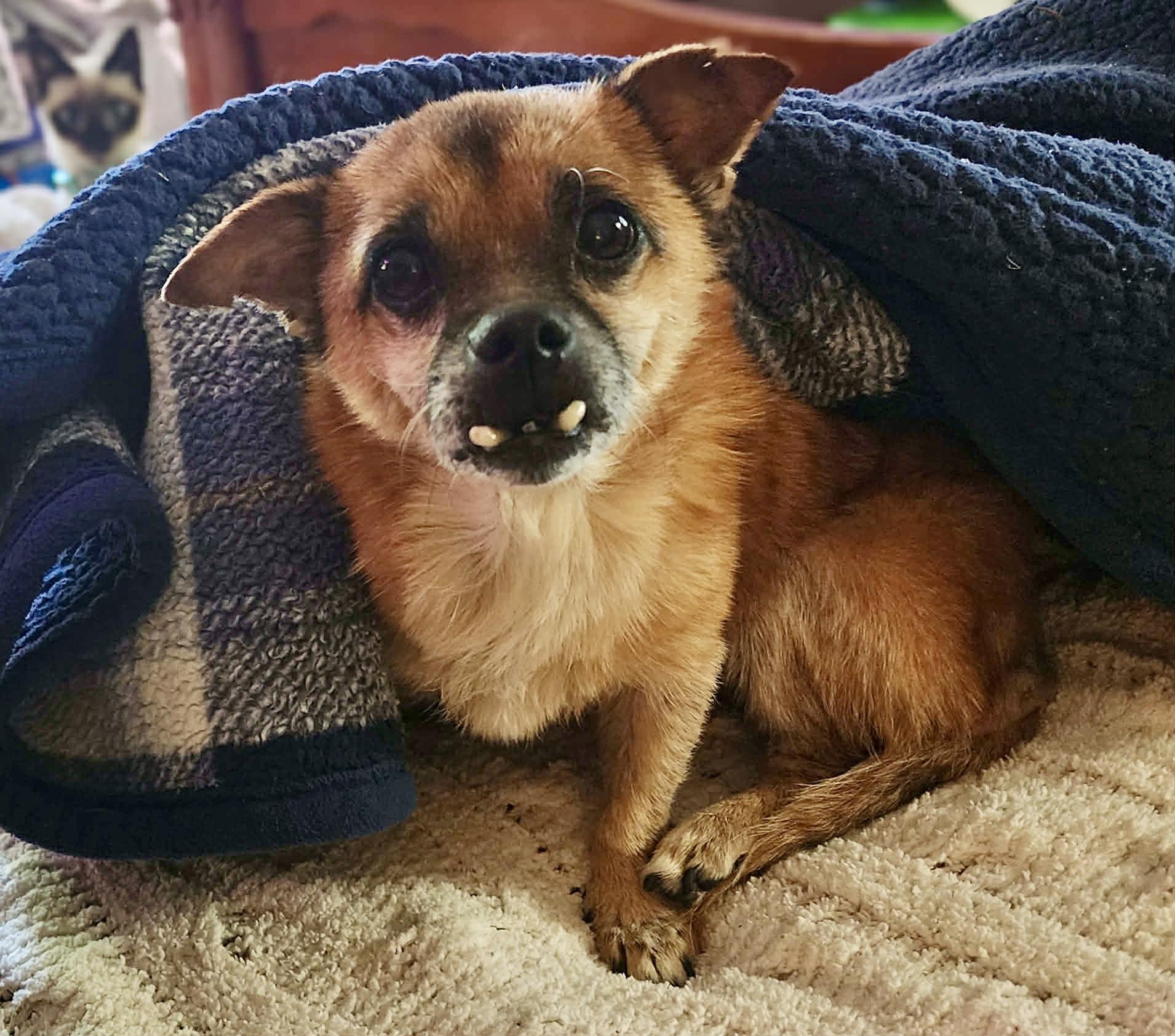 Toofers, a ADOPTABLE mixed breed in Milton, FL image 1/6