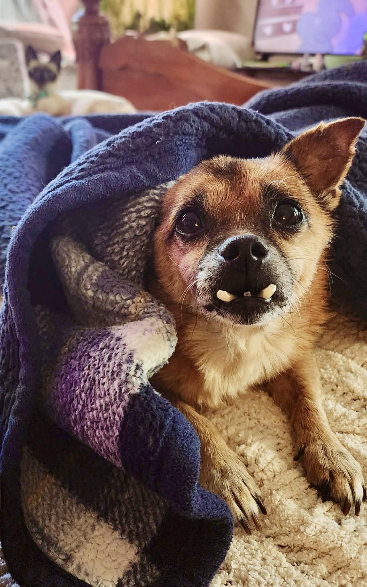 Toofers, a ADOPTABLE mixed breed in Milton, FL image 5/6