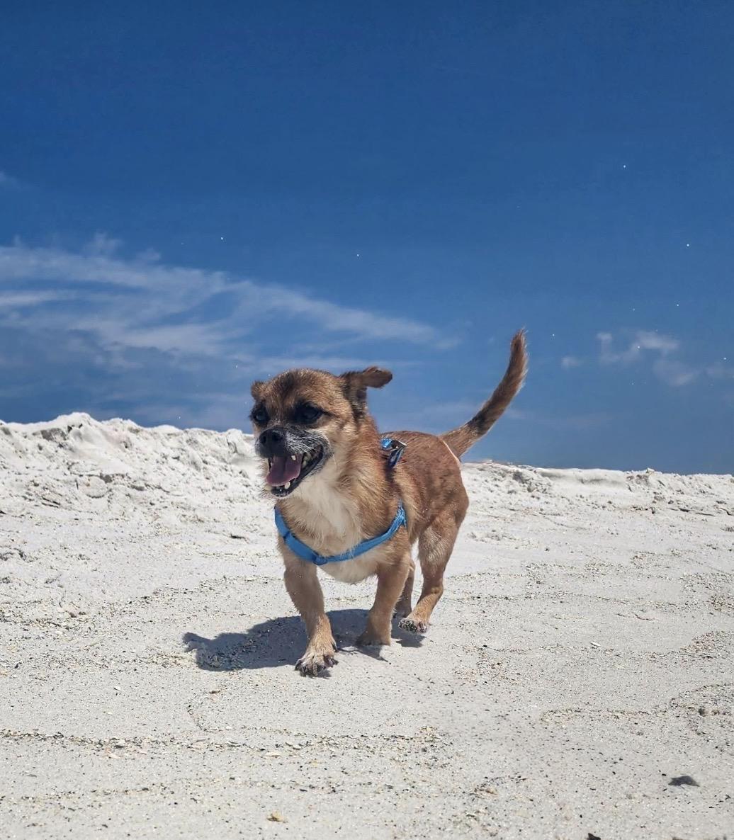 Toofers, Adoptable, Senior Male Pekingese & Chihuahua.