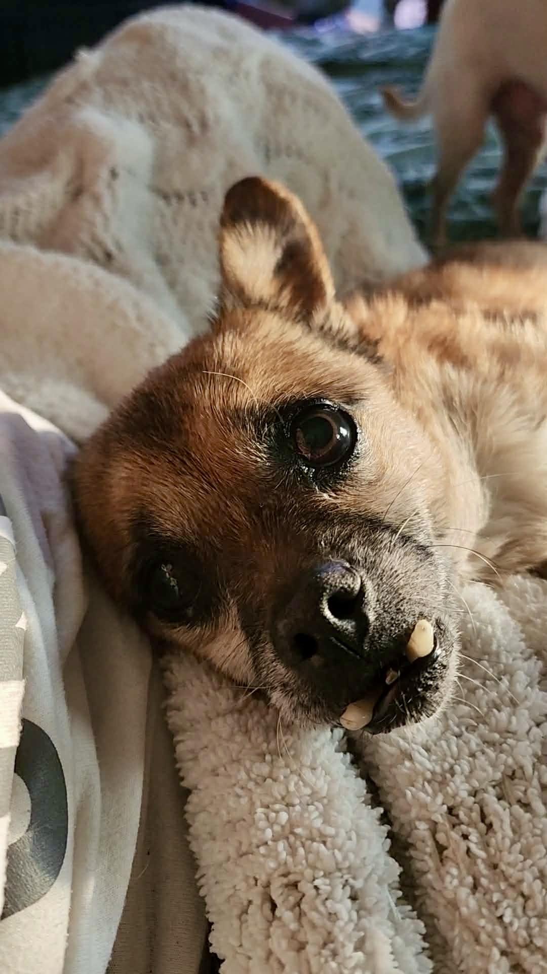 Toofers, a ADOPTABLE mixed breed in Milton, FL image 3/6