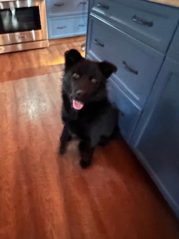 Gus, a ADOPTABLE mixed breed in Calgary, AB image 1/3