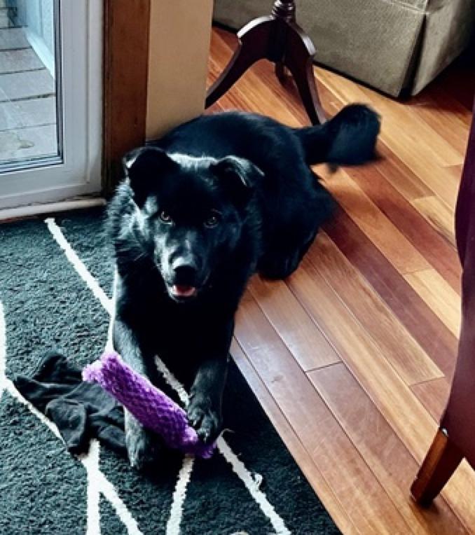 Gus, a ADOPTABLE mixed breed in Calgary, AB image 2/3