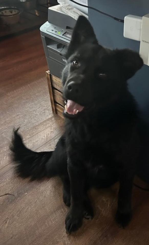 Gus, a ADOPTABLE mixed breed in Calgary, AB image 3/3