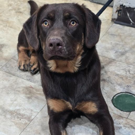 Autumn, Adoptable, Young Female Retriever.