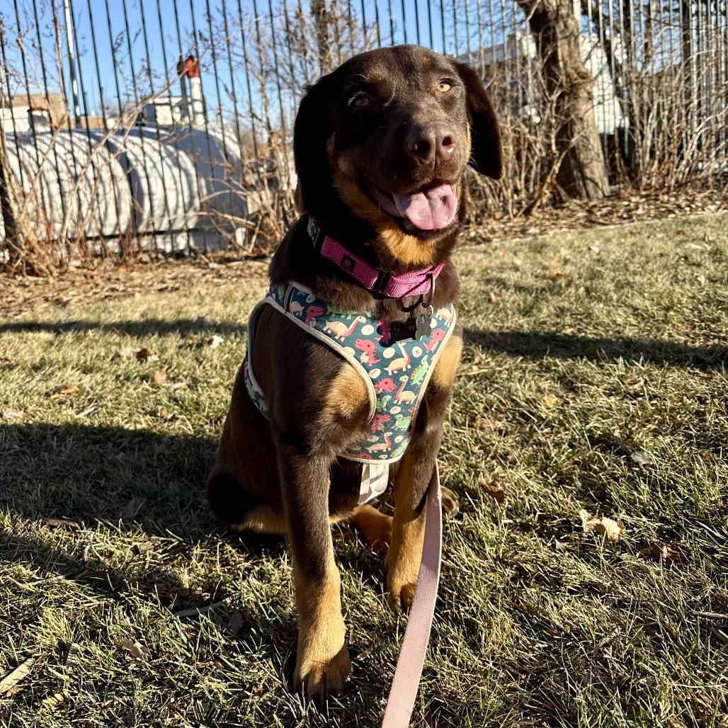 Autumn, Adoptable, Young Female Retriever.