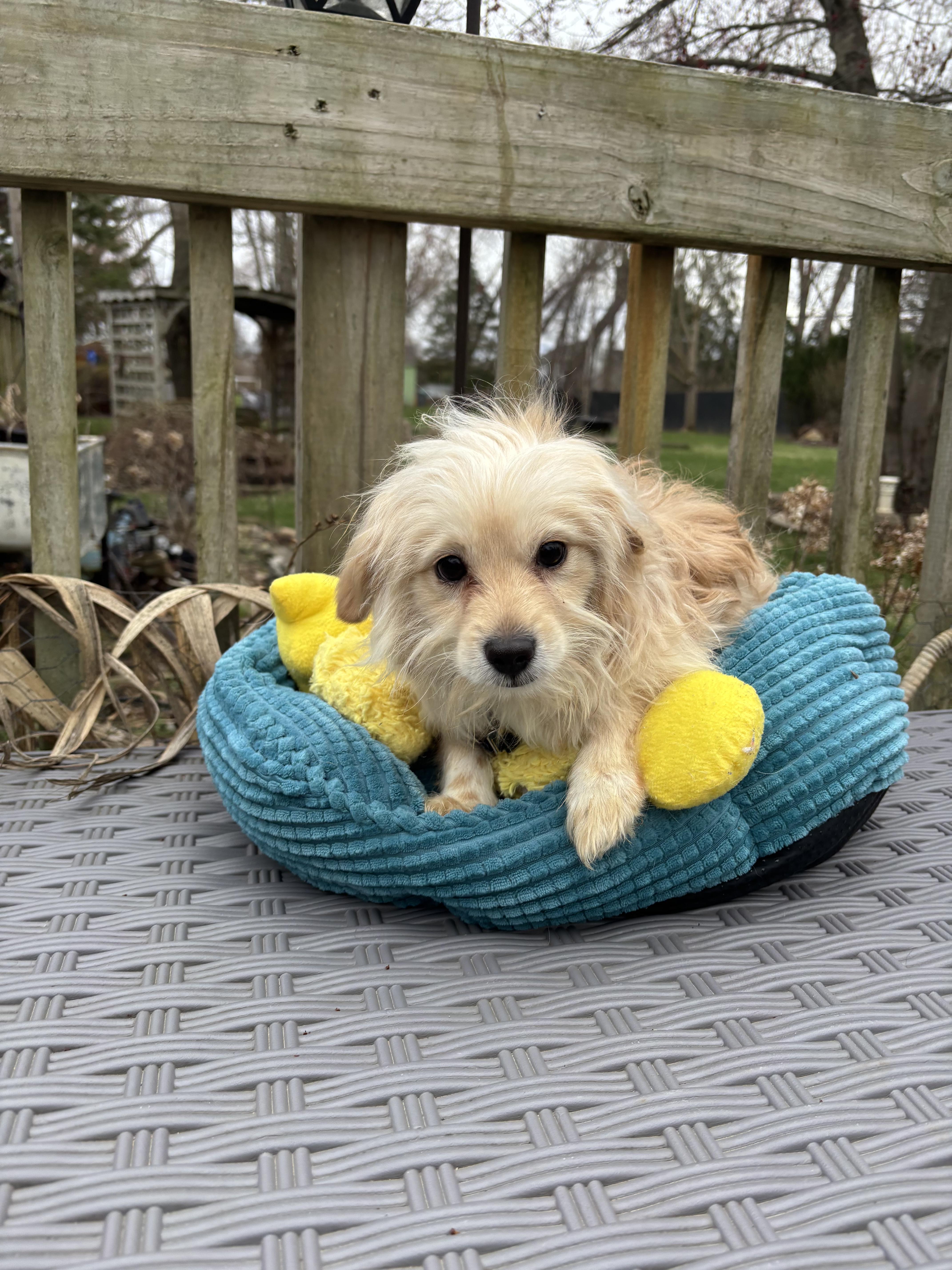 Enlarge Chance , an adopted mixed breed in White Lake, MI image 2/4