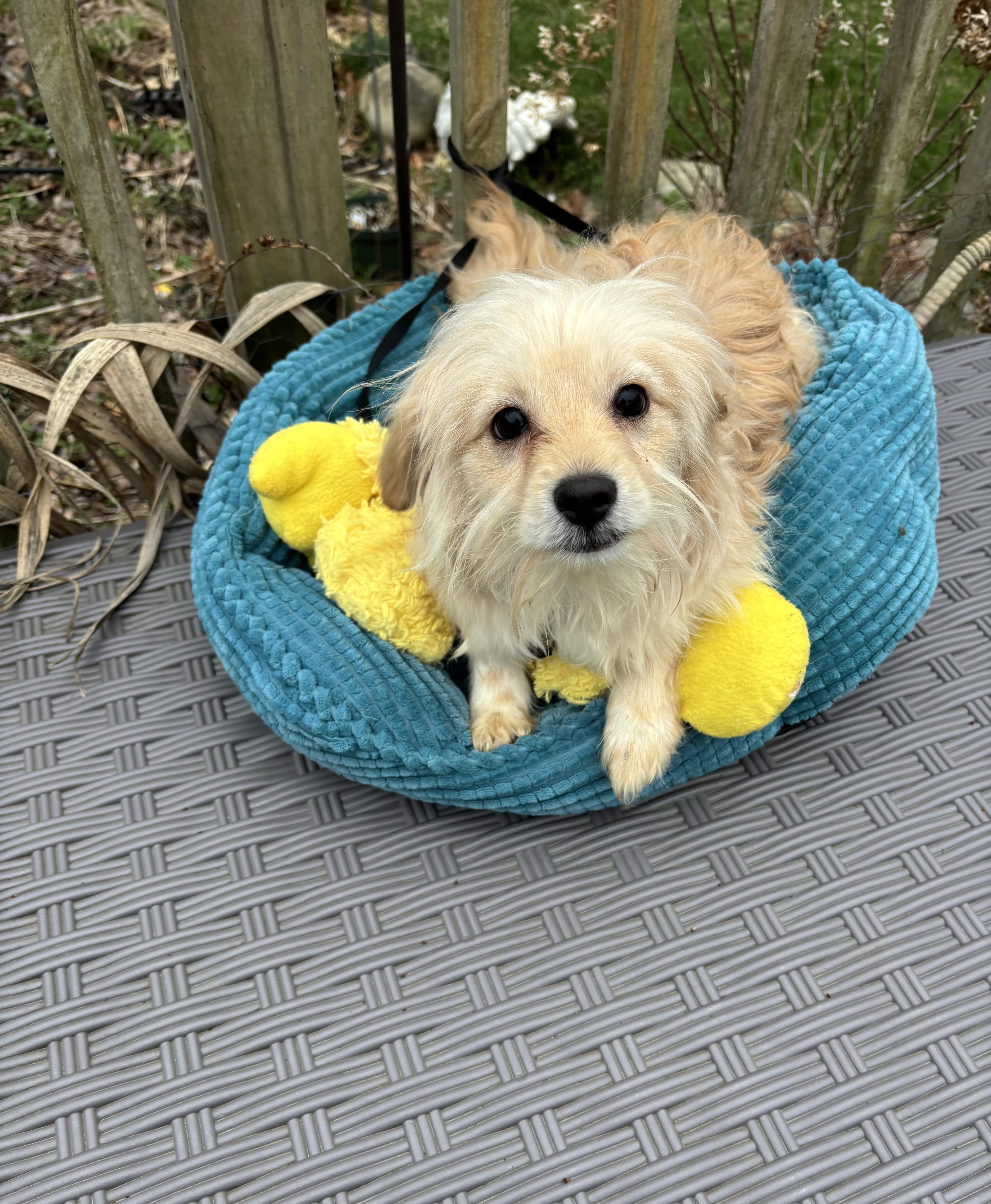 Enlarge Chance , an adopted mixed breed in White Lake, MI image 4/4