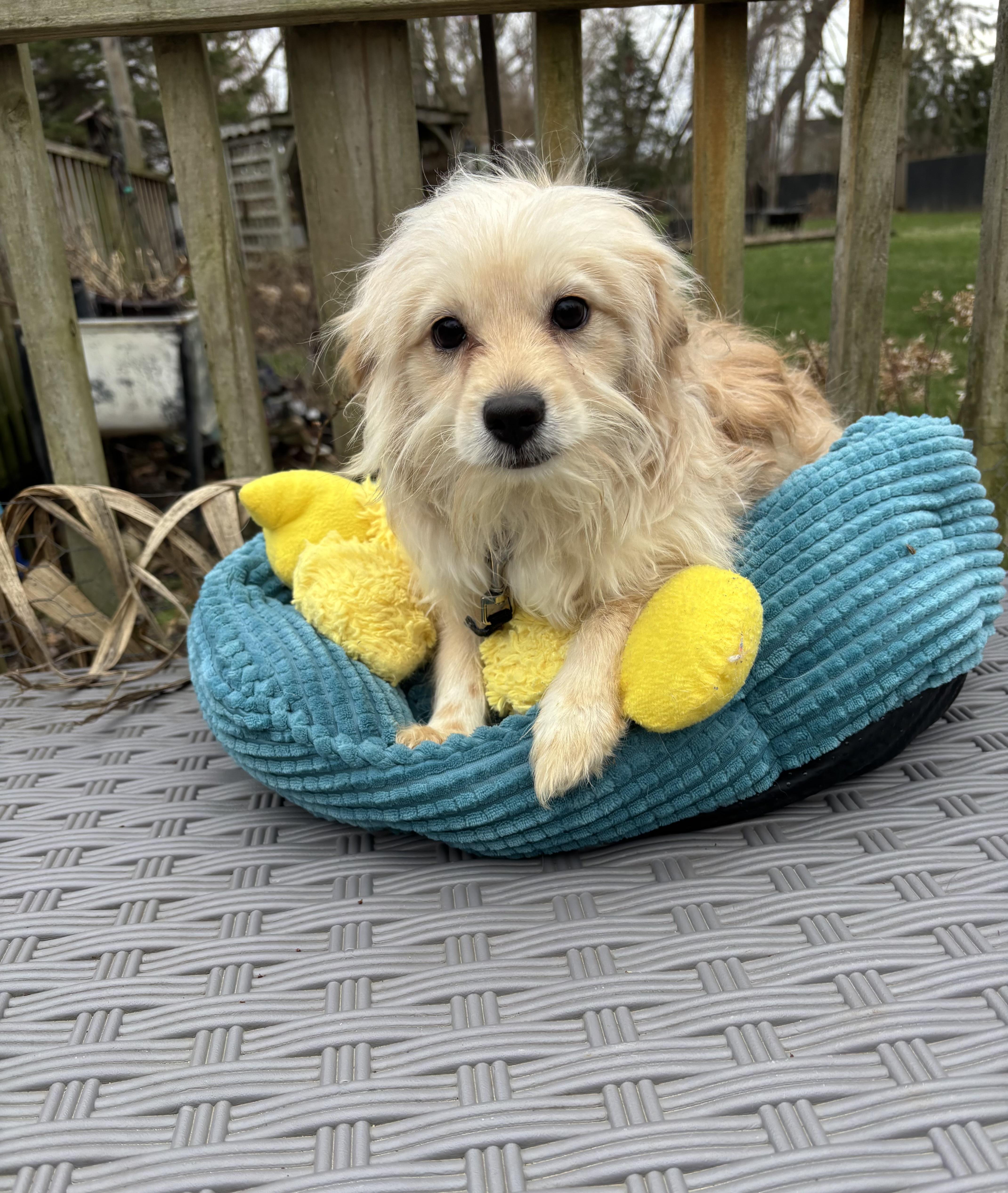 Enlarge Chance , an adopted mixed breed in White Lake, MI image 3/4