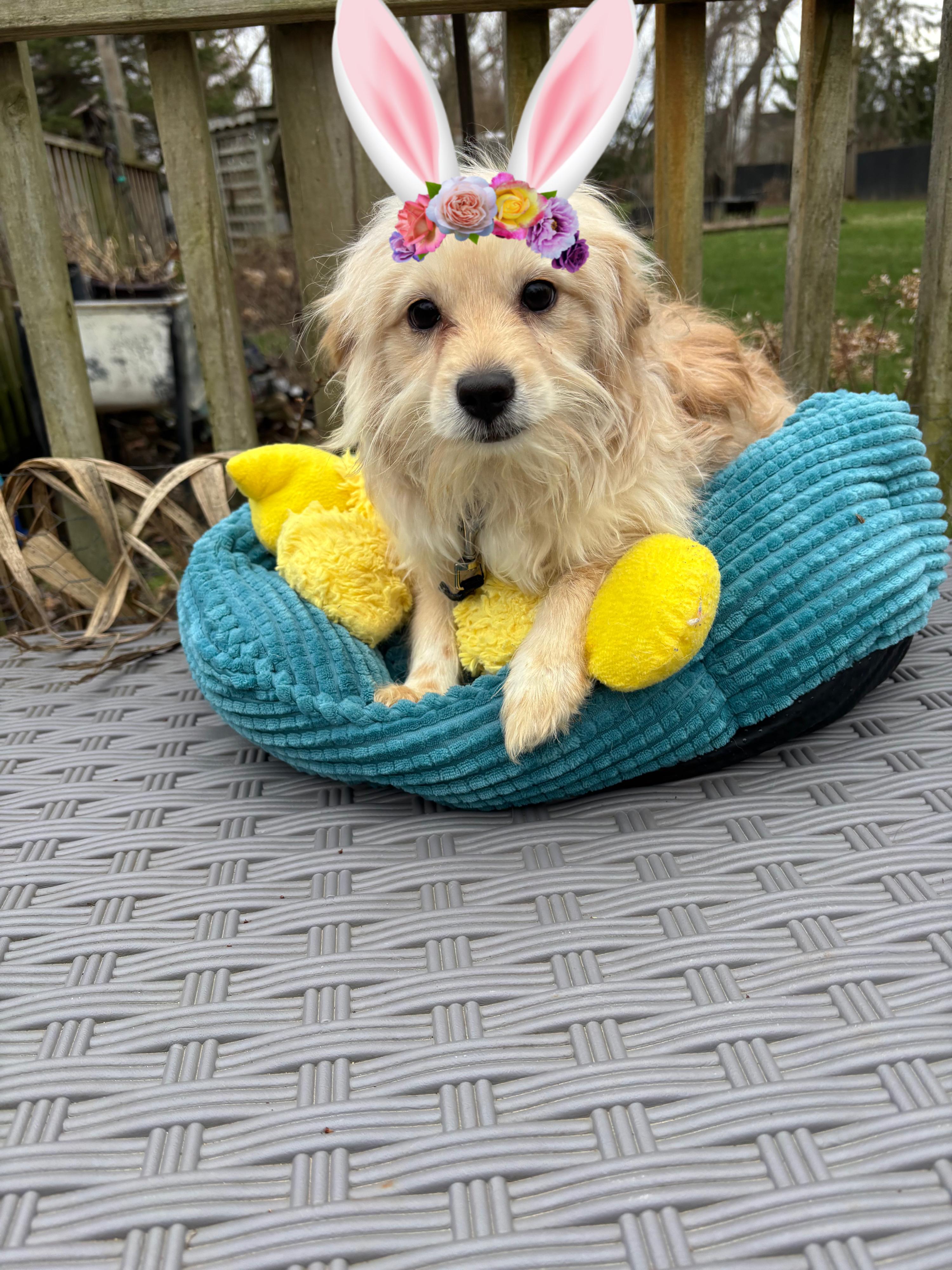 Chance , adopted, Young Male Maltese & Shih Tzu.