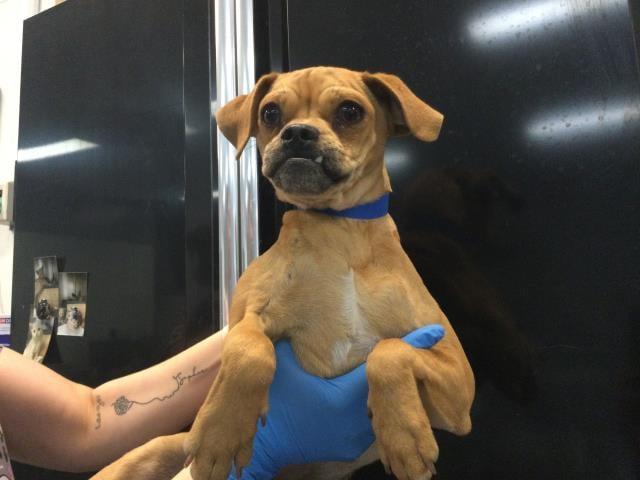 Enlarge Sid, a Adoptable mixed breed in Portland, ME image 1/1