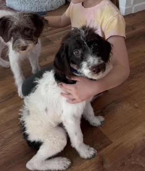 Battaglia / Astro, Adoptable, Puppy Male Labrador Retriever & Labrador Retriever.