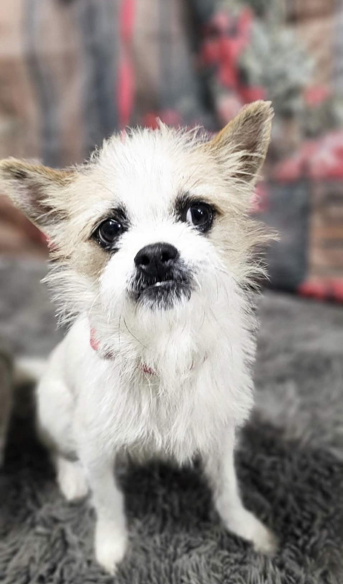 Chomper, adopted, Young Male Chihuahua.