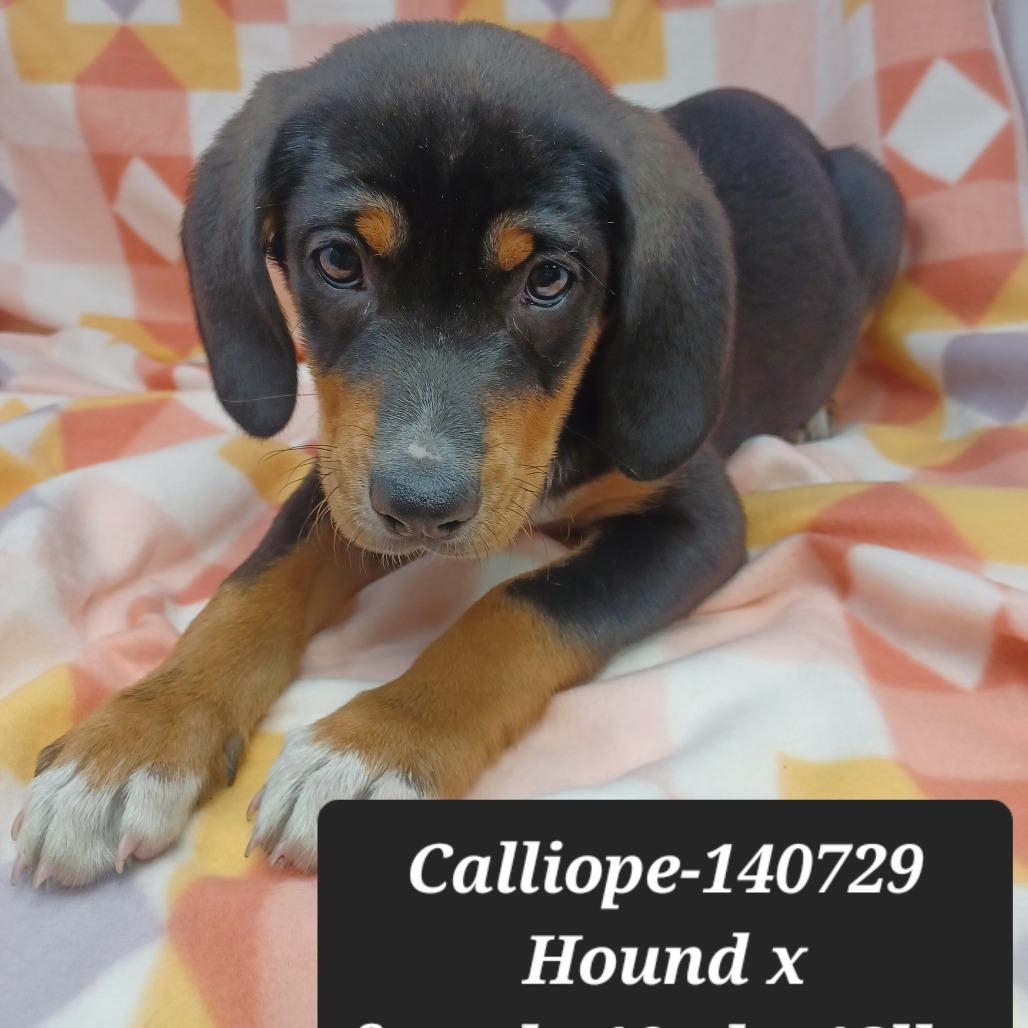 Calliope, Adoptable, Puppy Female Hound.