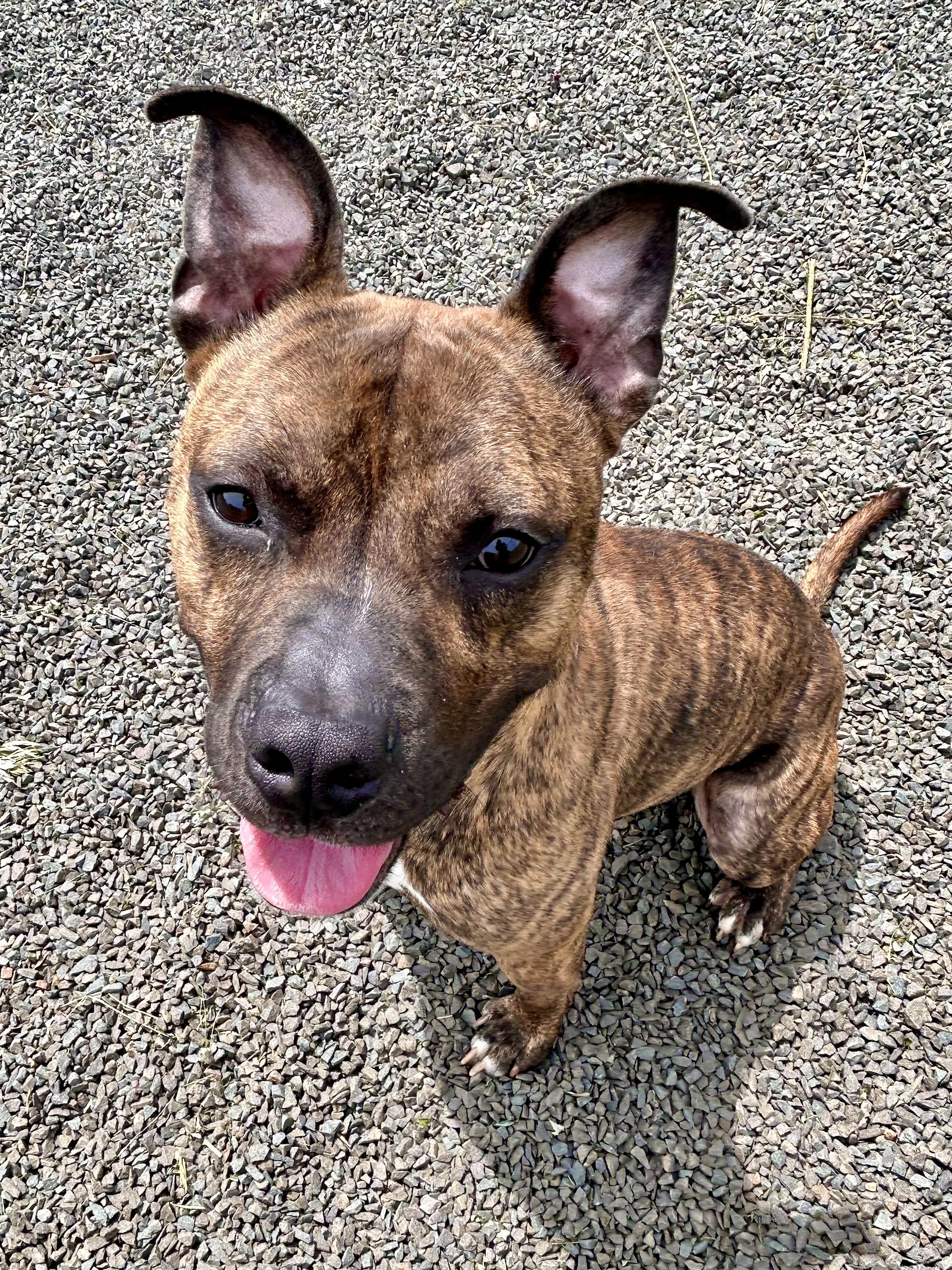 Enlarge Charcoal, a Adoptable mixed breed in Wallingford, CT image 5/6