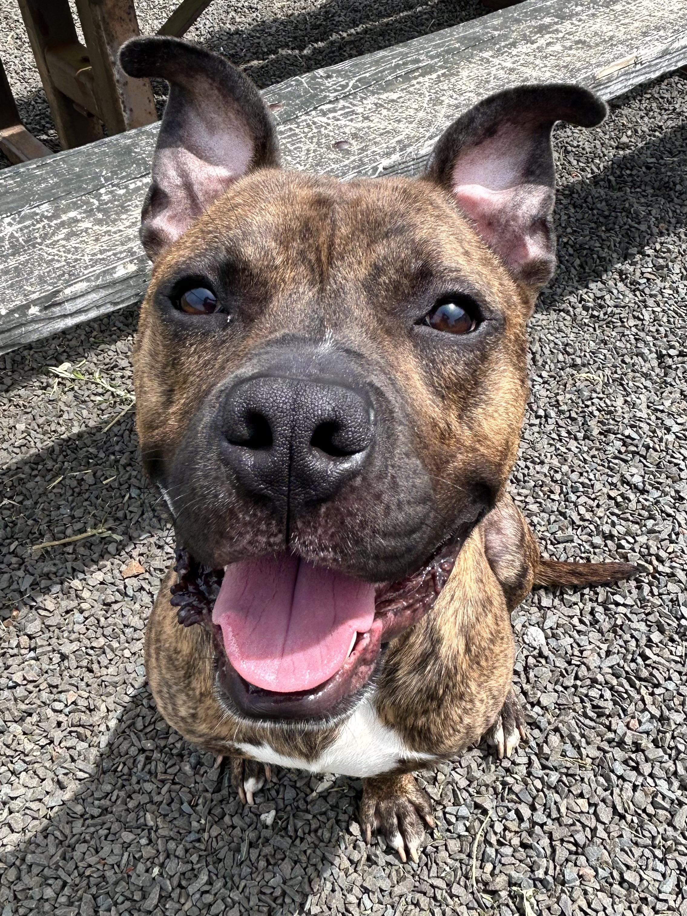 Enlarge Charcoal, a Adoptable mixed breed in Wallingford, CT image 6/6
