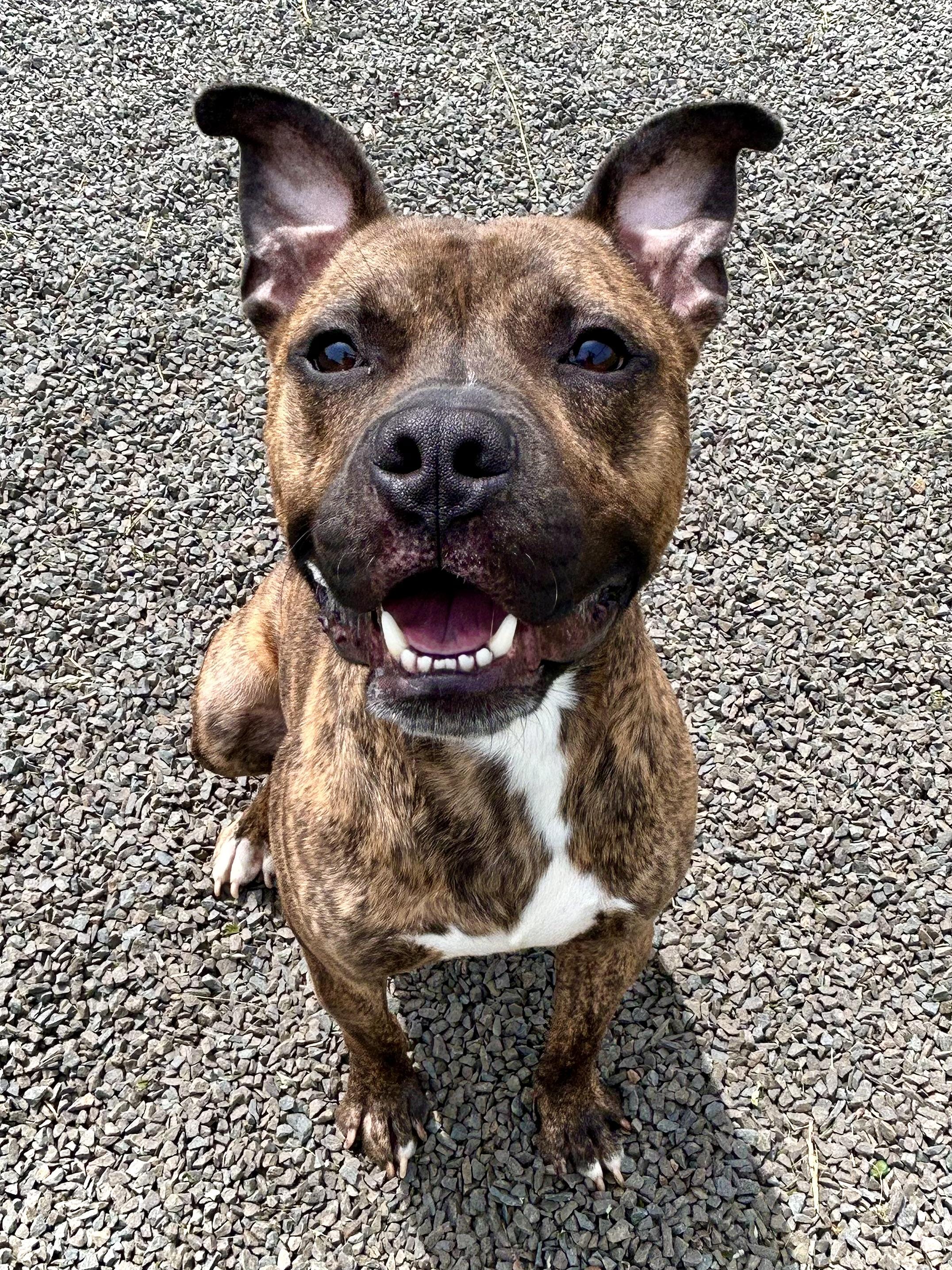 Enlarge Charcoal, a Adoptable mixed breed in Wallingford, CT image 4/6