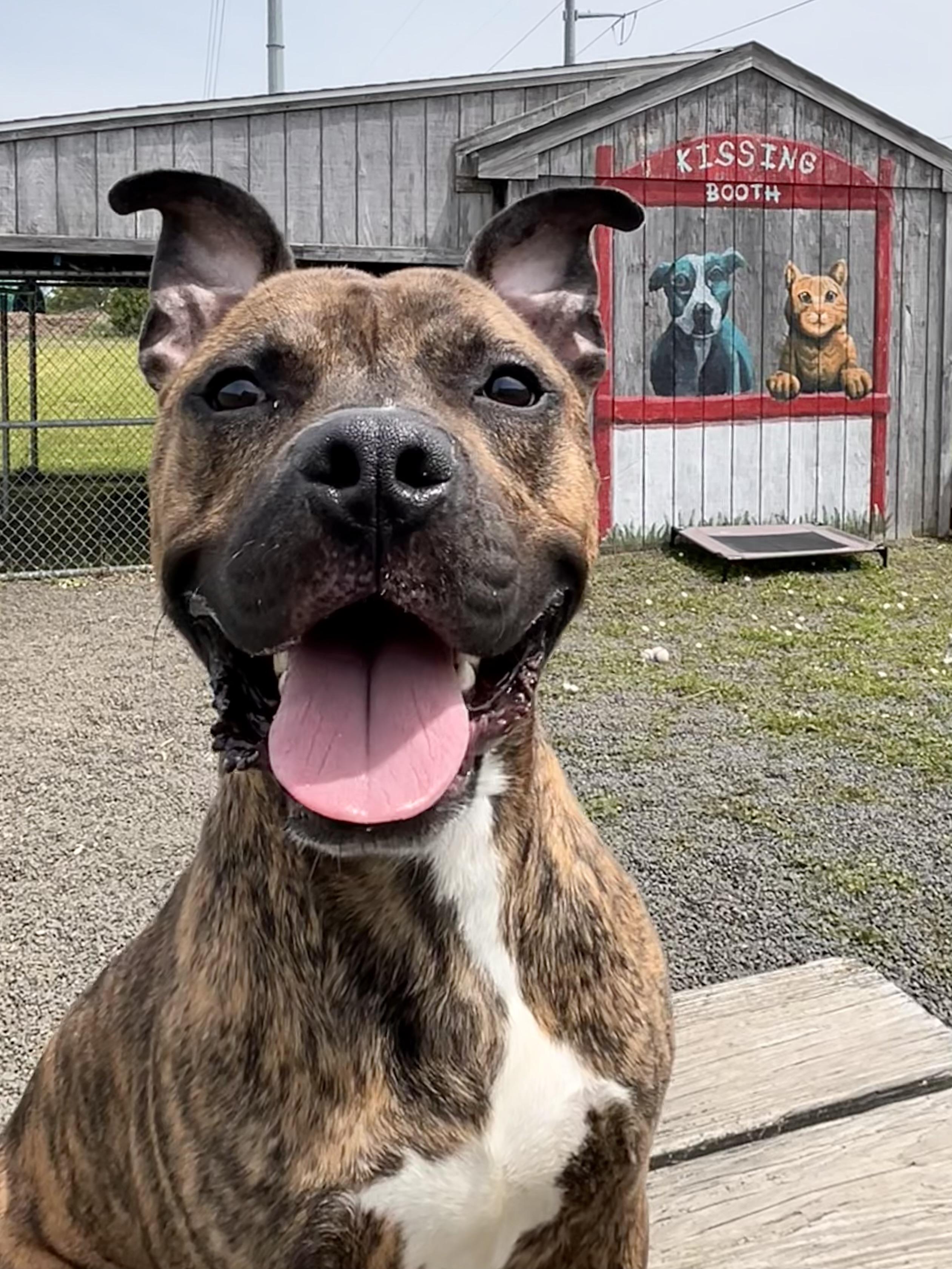 Enlarge Charcoal, a Adoptable mixed breed in Wallingford, CT image 1/6