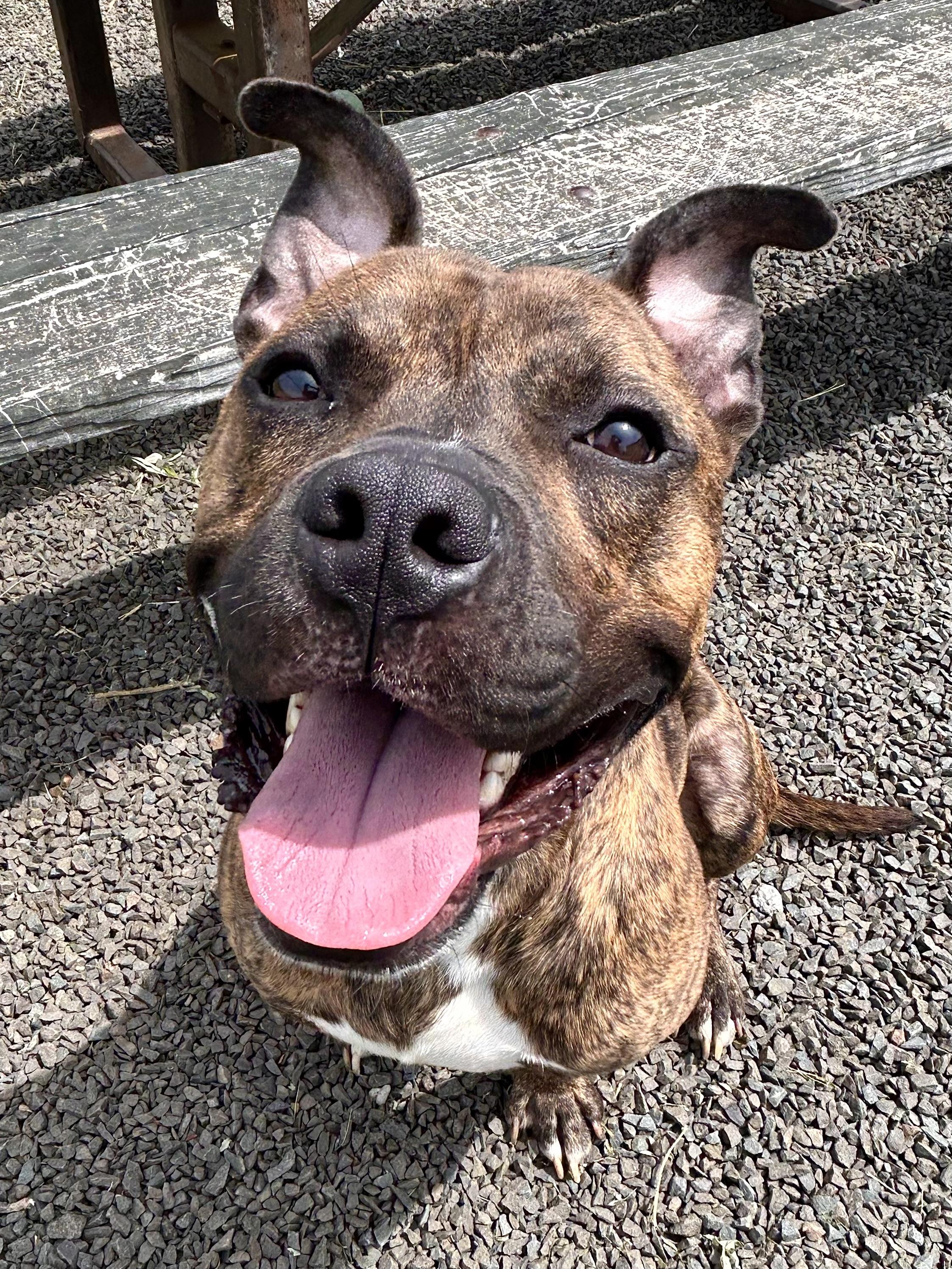 Enlarge Charcoal, a Adoptable mixed breed in Wallingford, CT image 2/6