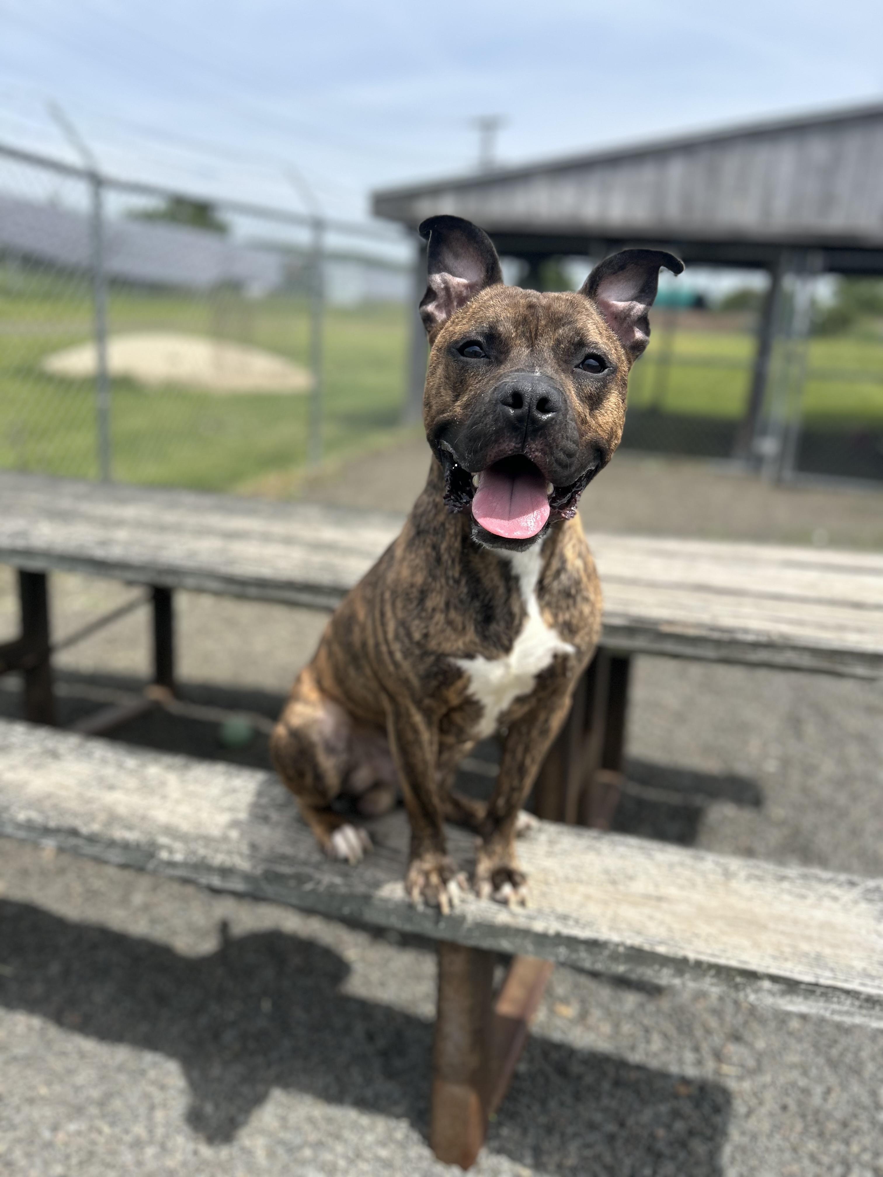 Enlarge Charcoal, a Adoptable mixed breed in Wallingford, CT image 3/6