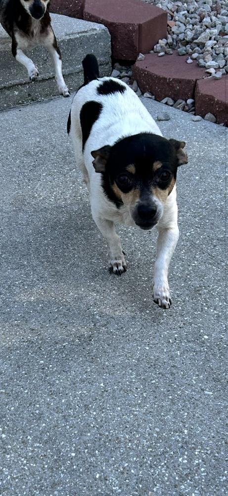 Laverne, Adoptable, Young Female Chihuahua.
