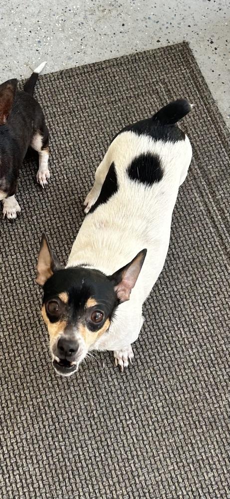 Laverne, a Adoptable Chihuahua in West Palm Beach, FL image 2/6