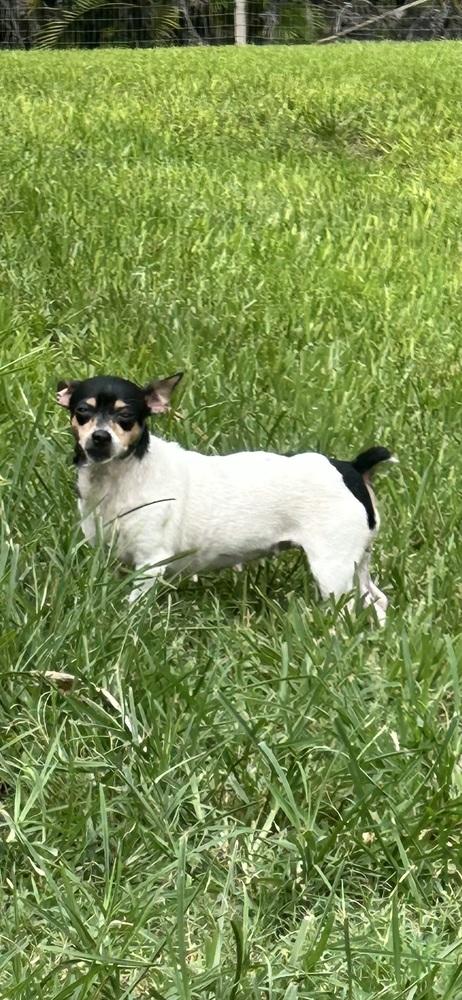 Laverne, a Adoptable Chihuahua in West Palm Beach, FL image 3/6