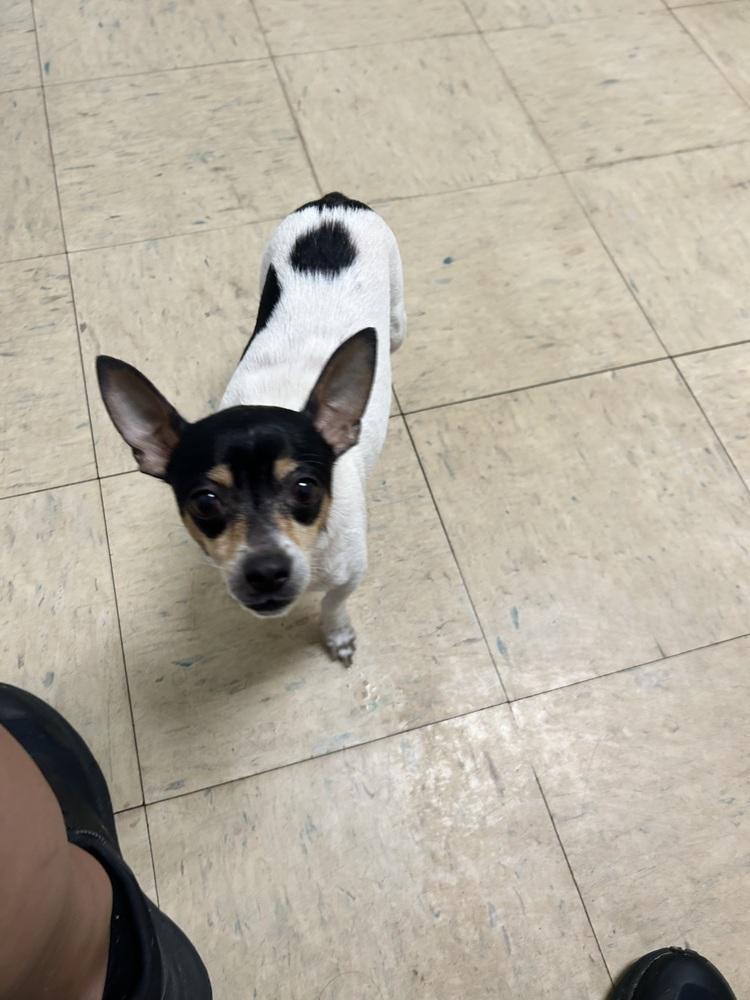 Laverne, a Adoptable Chihuahua in West Palm Beach, FL image 4/6