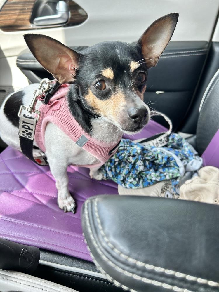 Laverne, a Adoptable Chihuahua in West Palm Beach, FL image 5/6