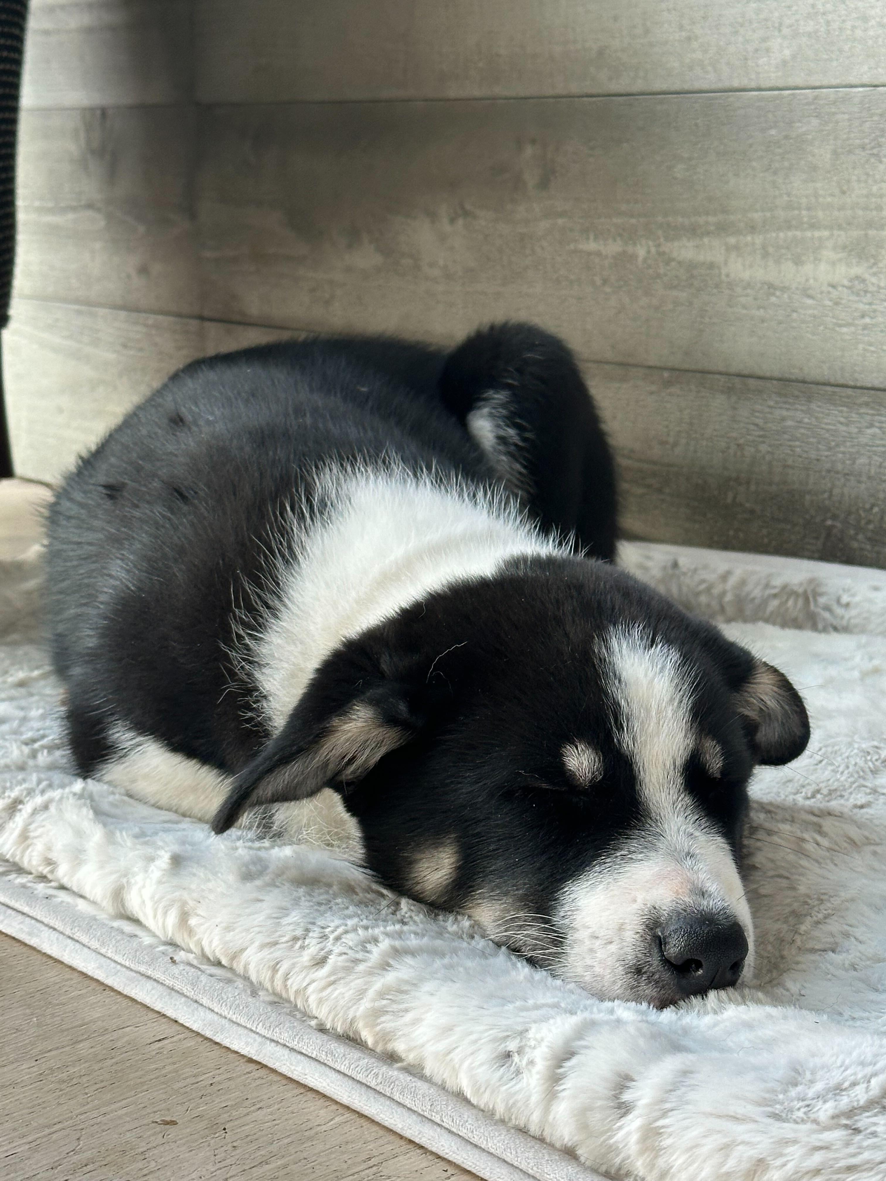 Enlarge Dill, a Adopted mixed breed in Cottonwood Heights, UT image 1/6