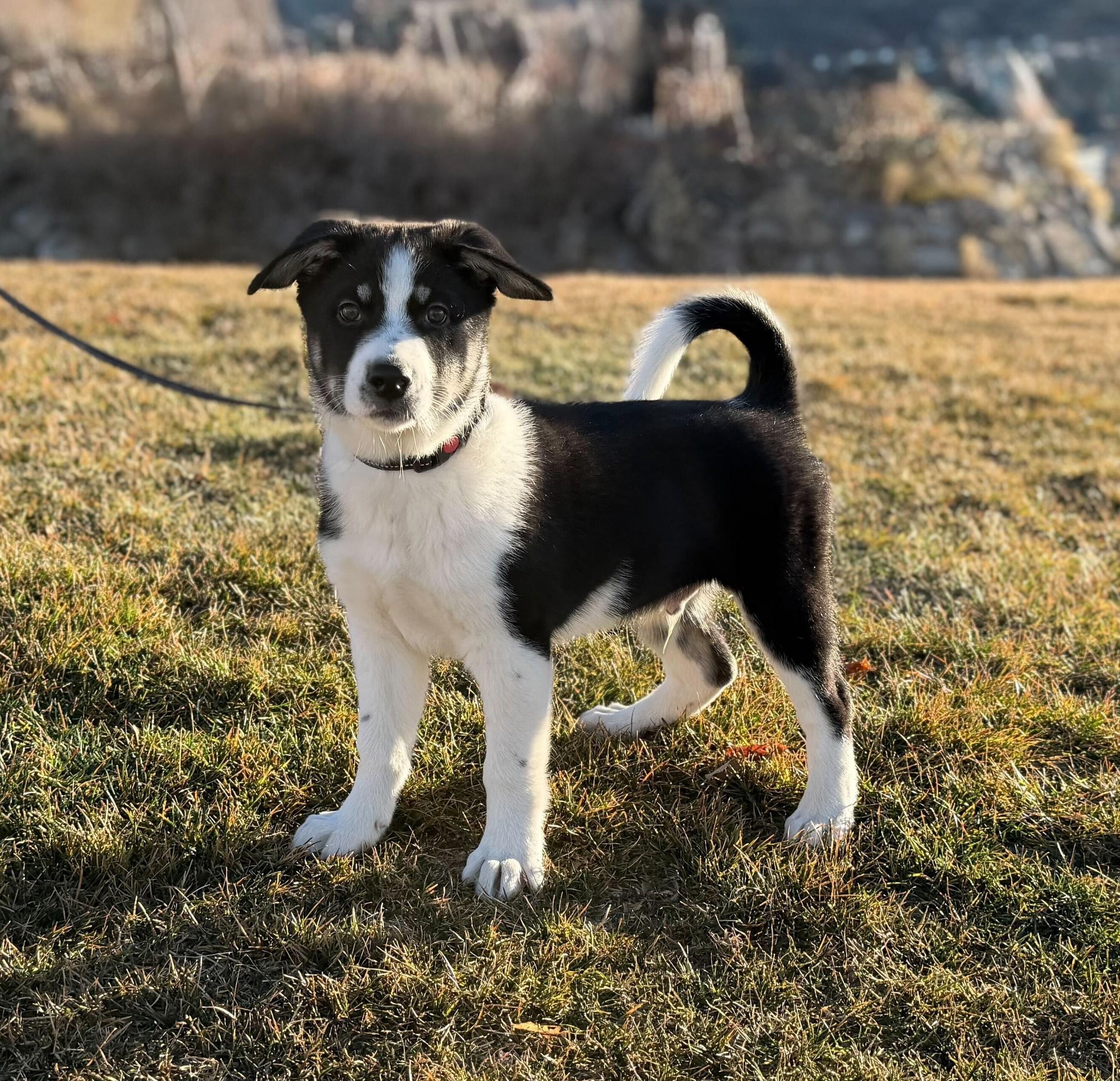 Enlarge Dill, a Adopted mixed breed in Cottonwood Heights, UT image 2/6
