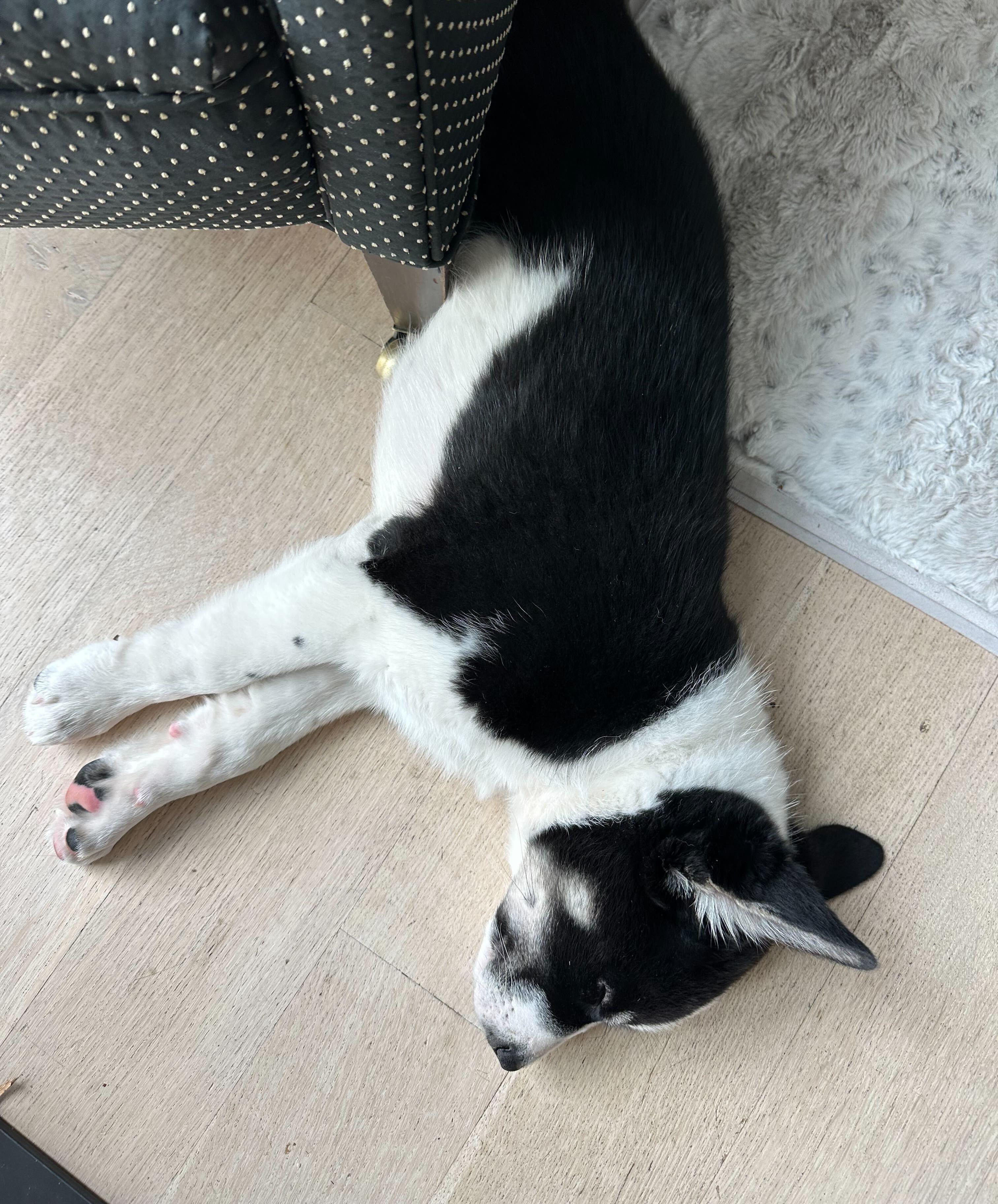 Enlarge Dill, a Adopted mixed breed in Cottonwood Heights, UT image 3/6