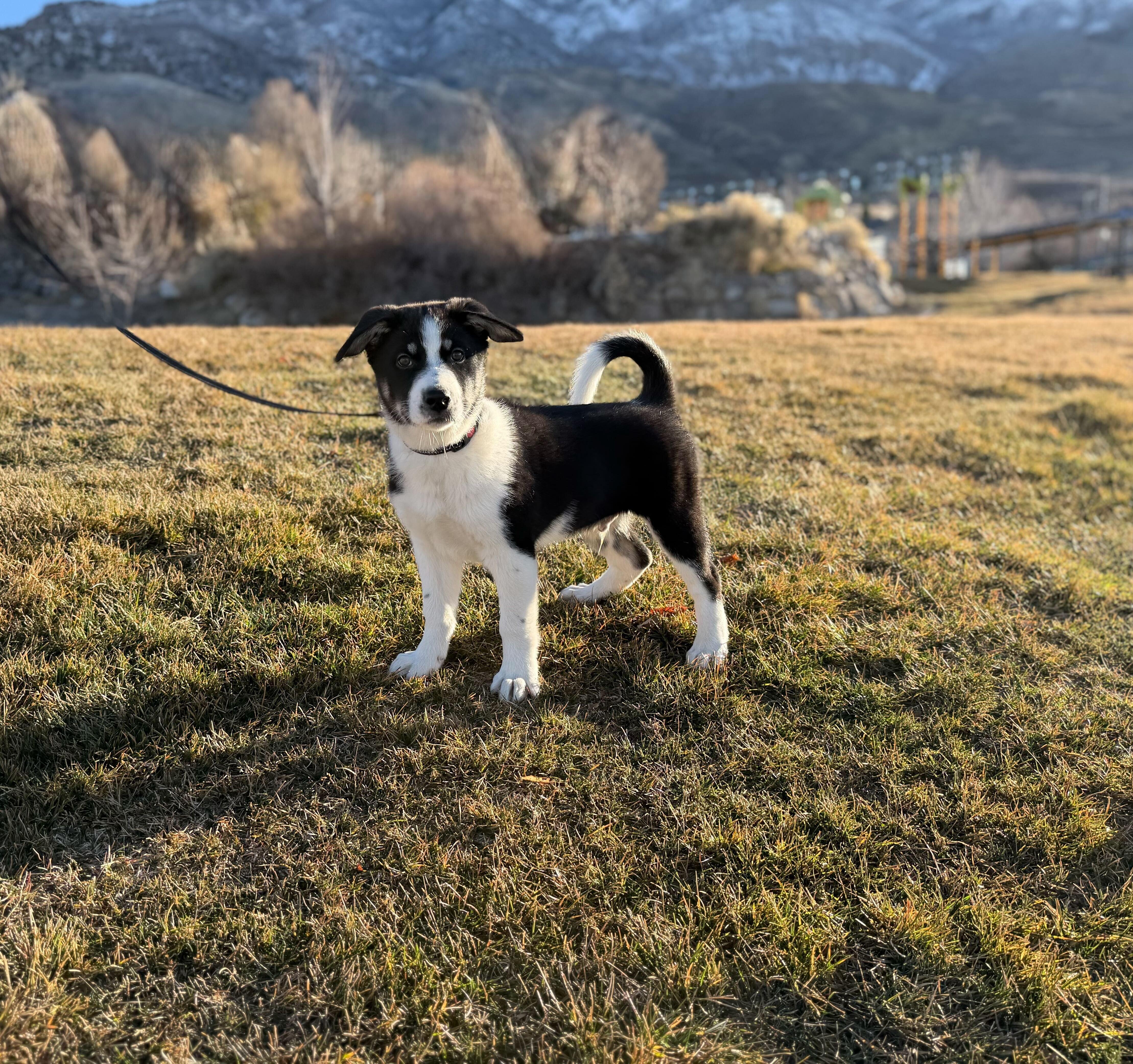 Enlarge Dill, a Adopted mixed breed in Cottonwood Heights, UT image 4/6