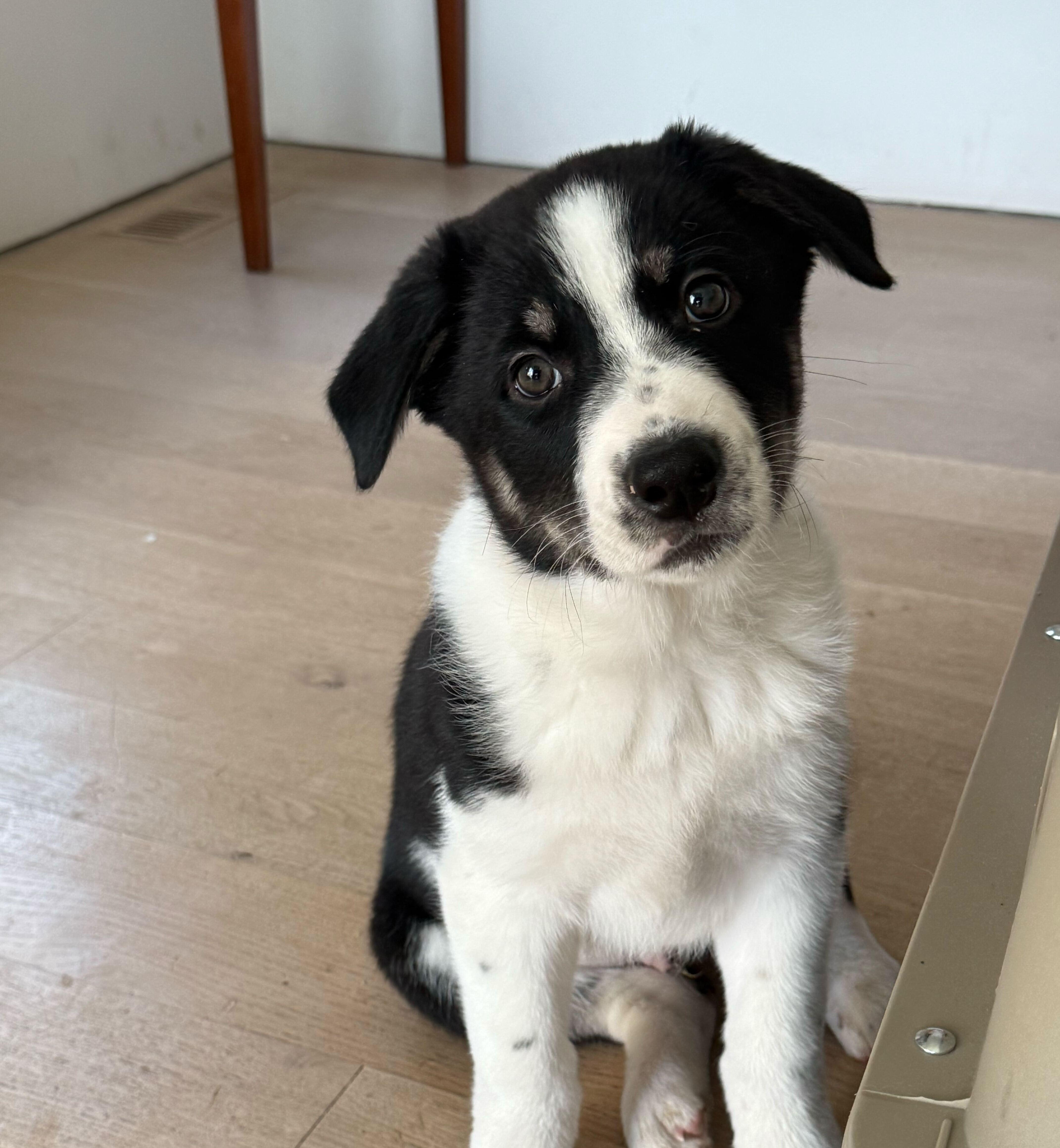 Enlarge Dill, a Adopted mixed breed in Cottonwood Heights, UT image 5/6