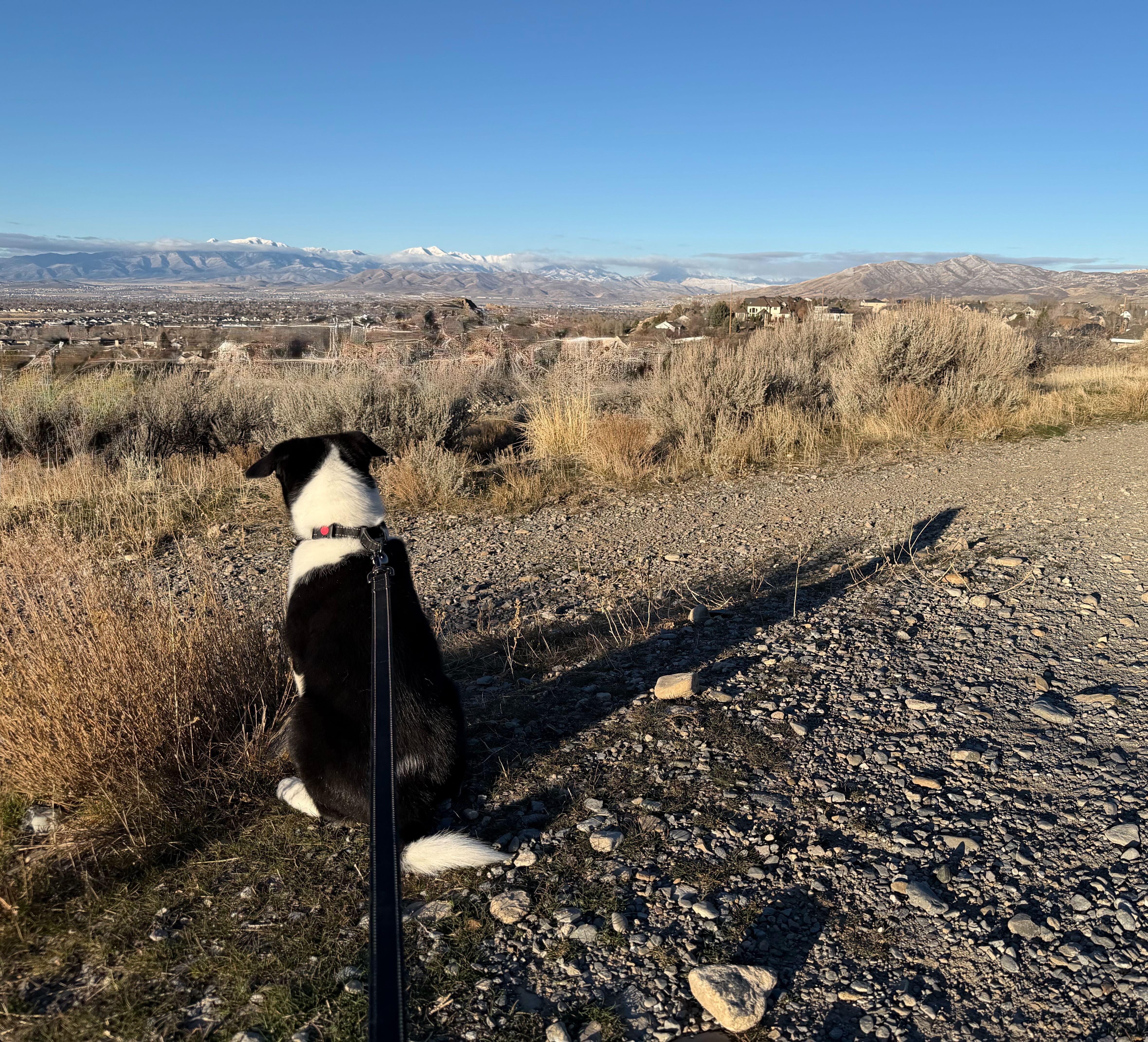 Enlarge Dill, a Adopted mixed breed in Cottonwood Heights, UT image 6/6