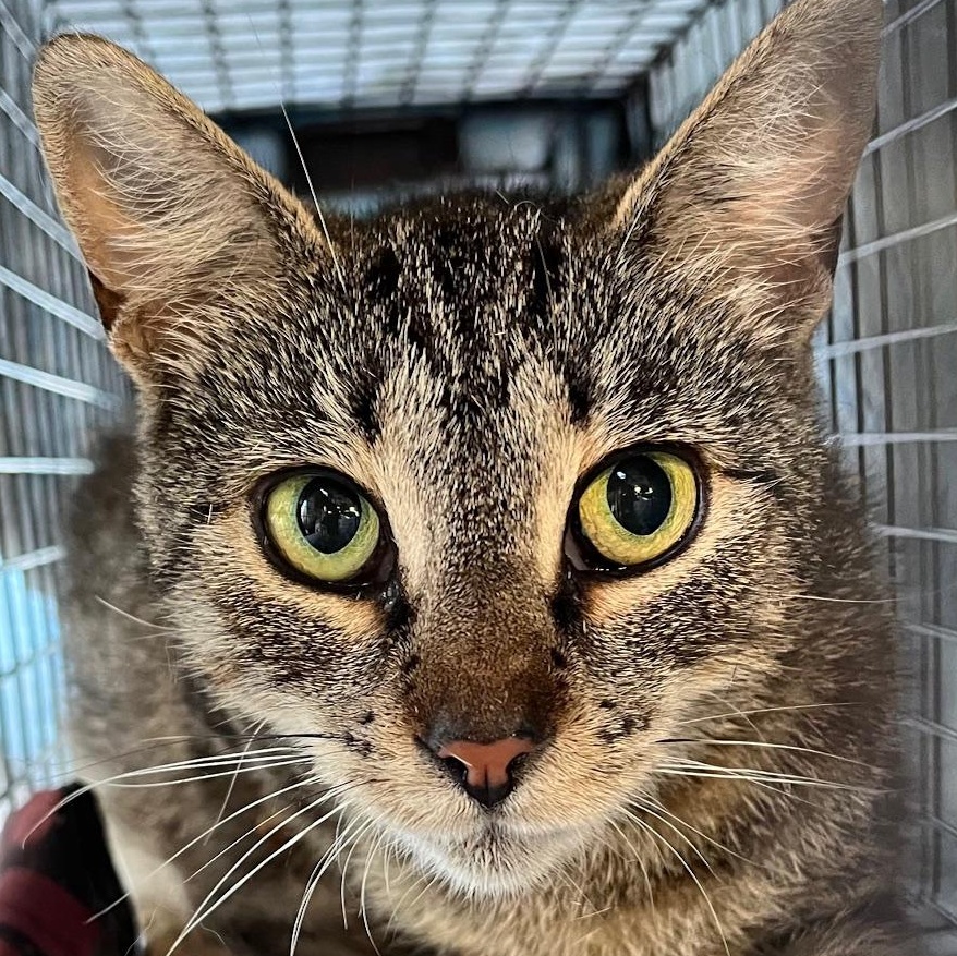 Posey, Adoptable, Adult Female Domestic Short Hair.