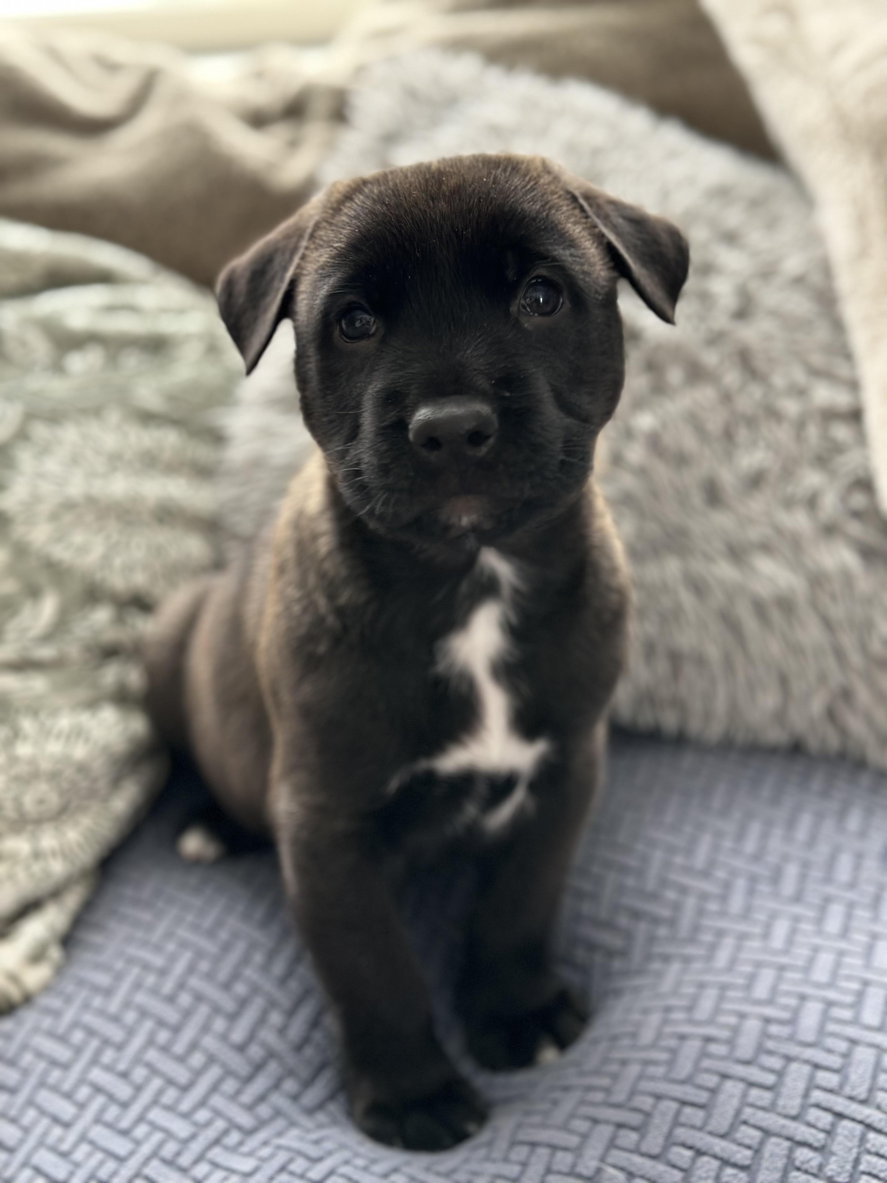 Enlarge Brownie, an adopted mixed breed in Iron River, MI image 2/2
