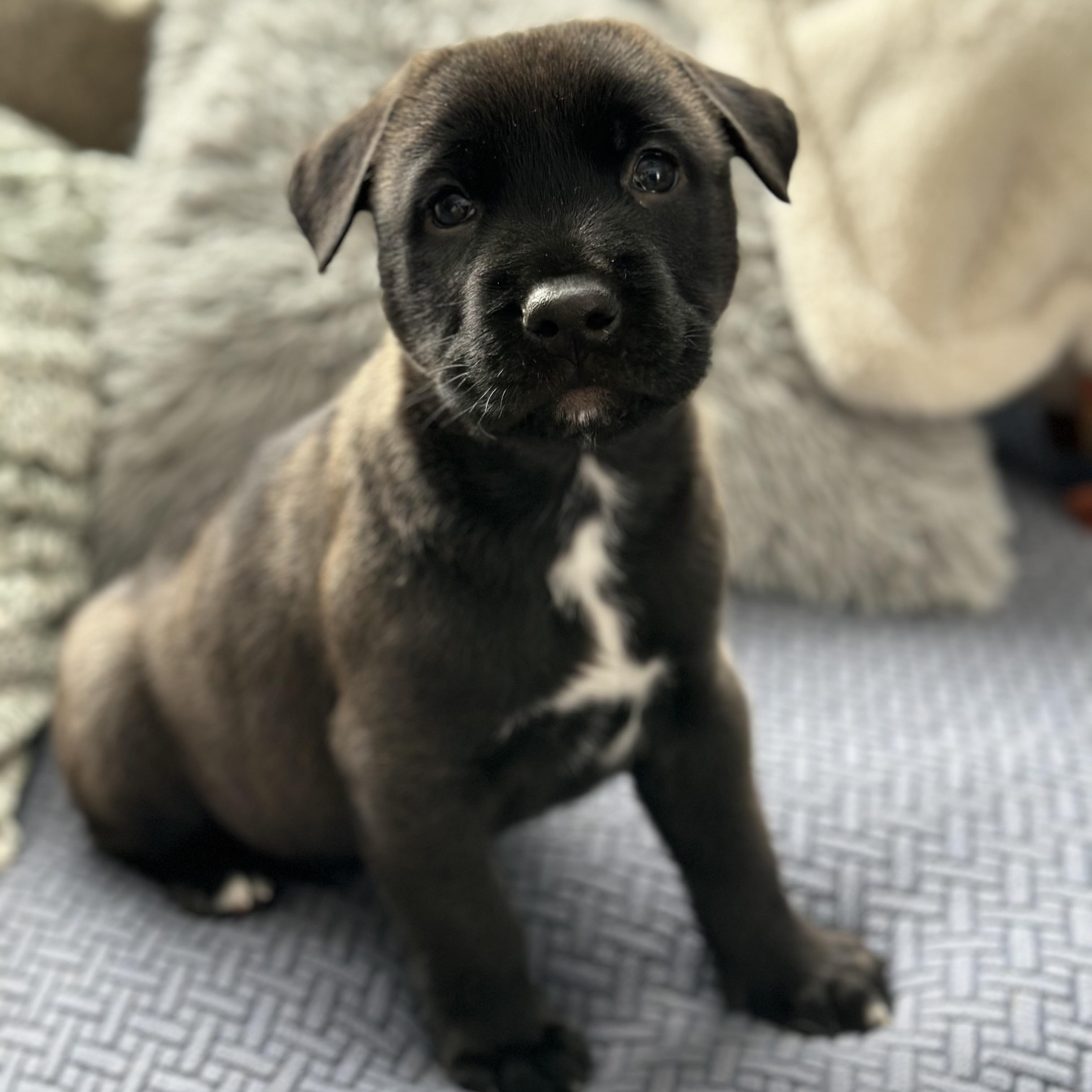 Brownie, adopted, Puppy Male German Shepherd Dog & Akita.