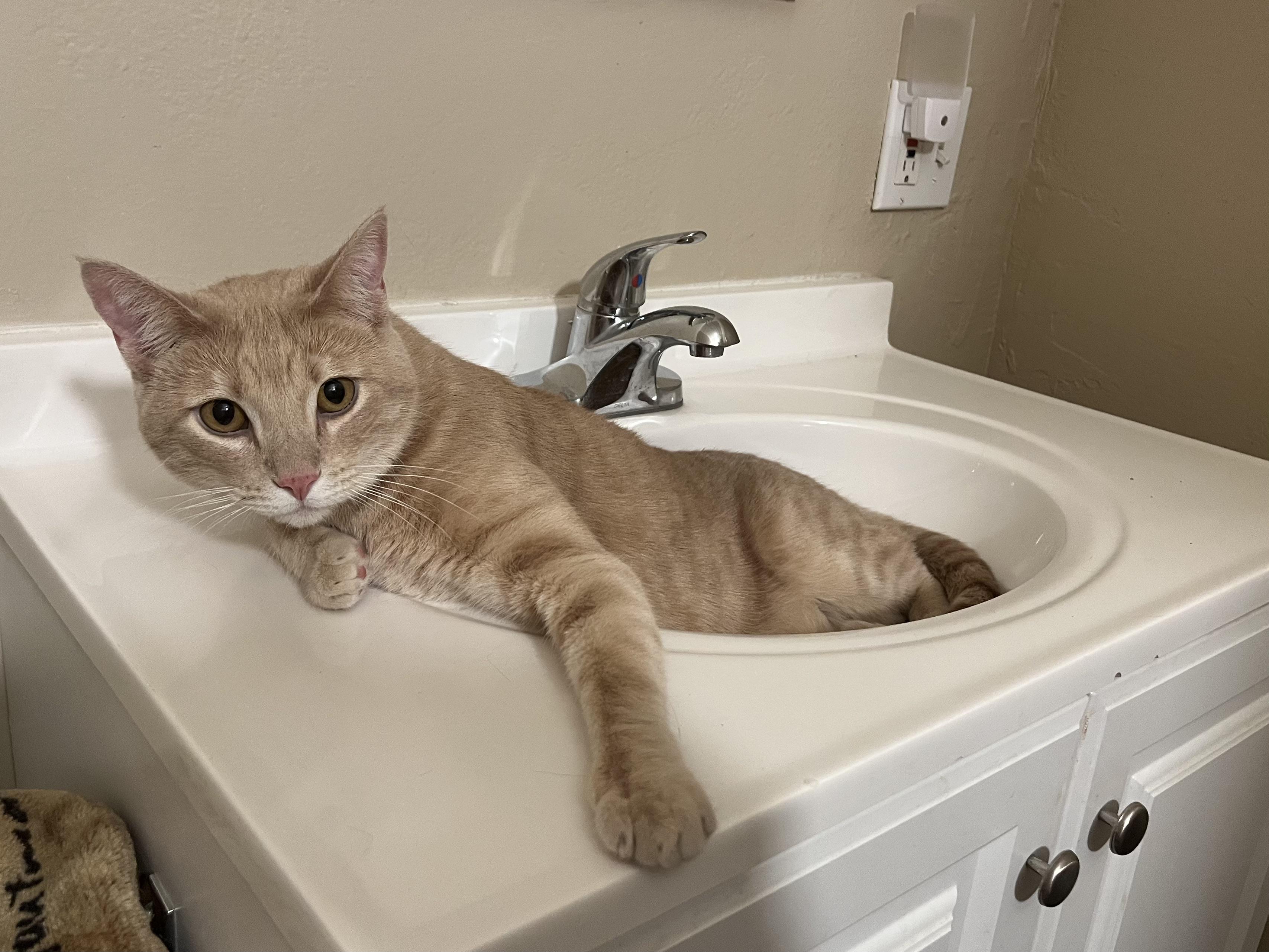 Desmos, Adoptable, Adult Male Domestic Short Hair.