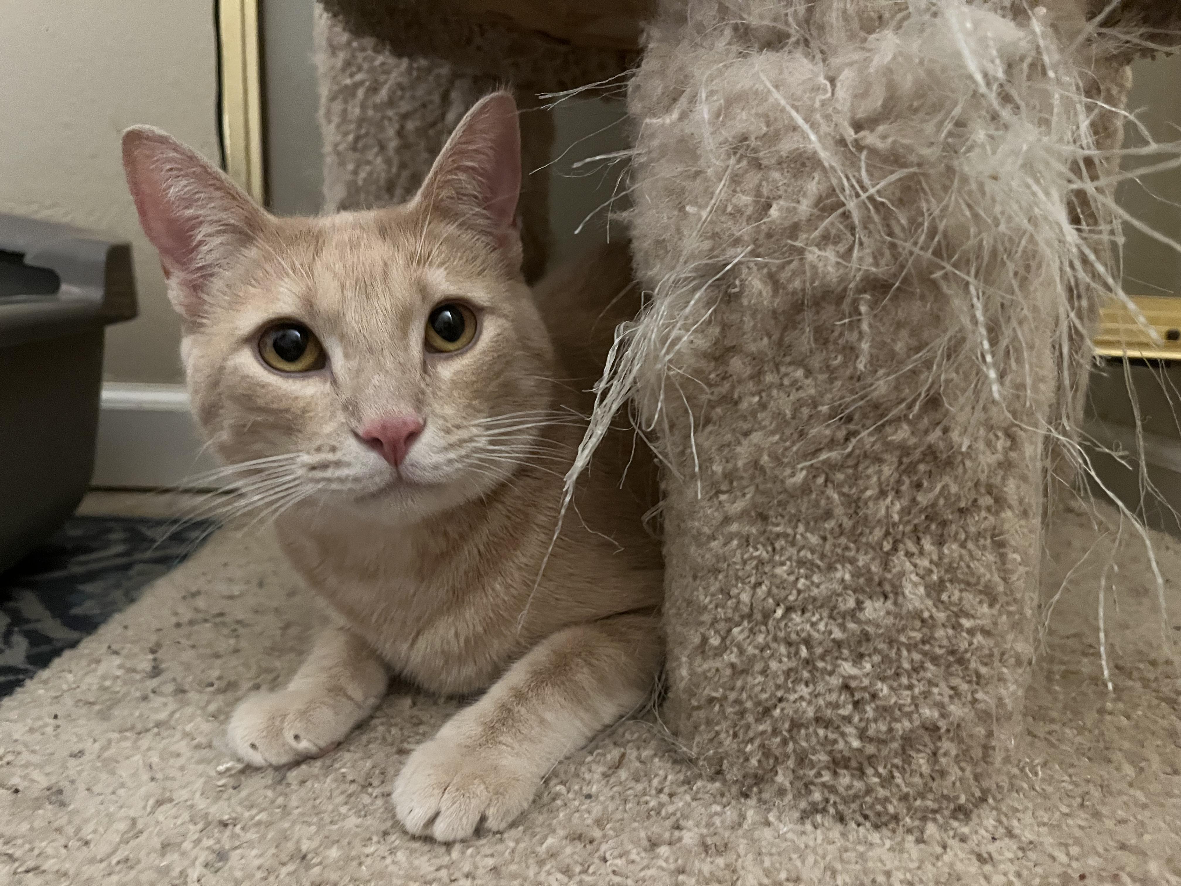 Enlarge Desmos, a Adoptable mixed breed in Prescott, AZ image 2/2