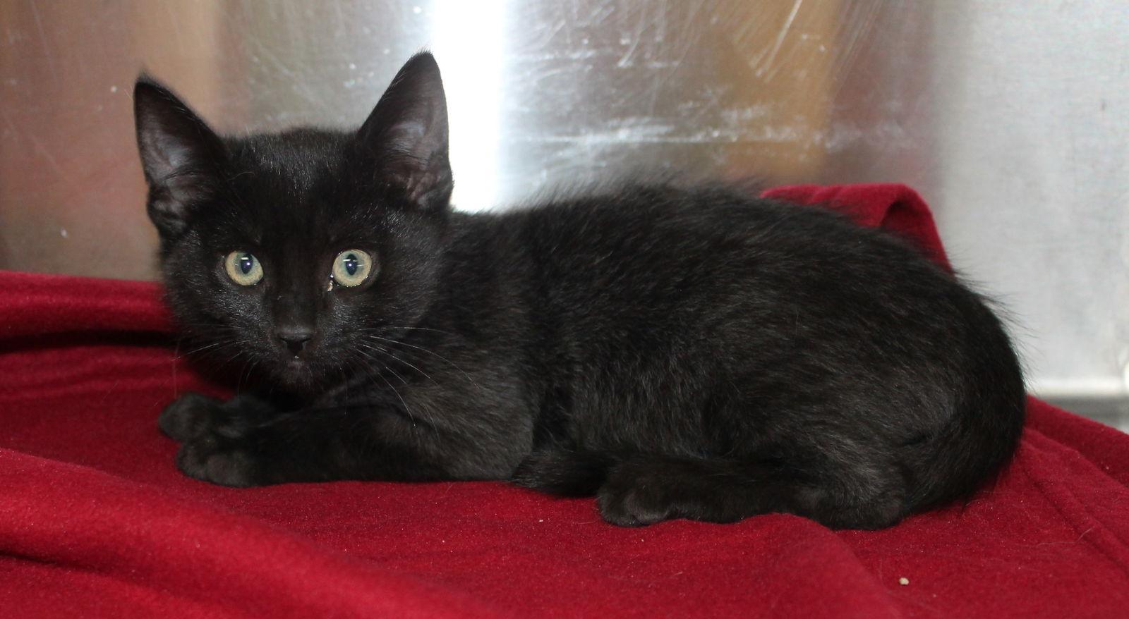 Finley - 42738, Adoptable, Kitten Male Domestic Short Hair.