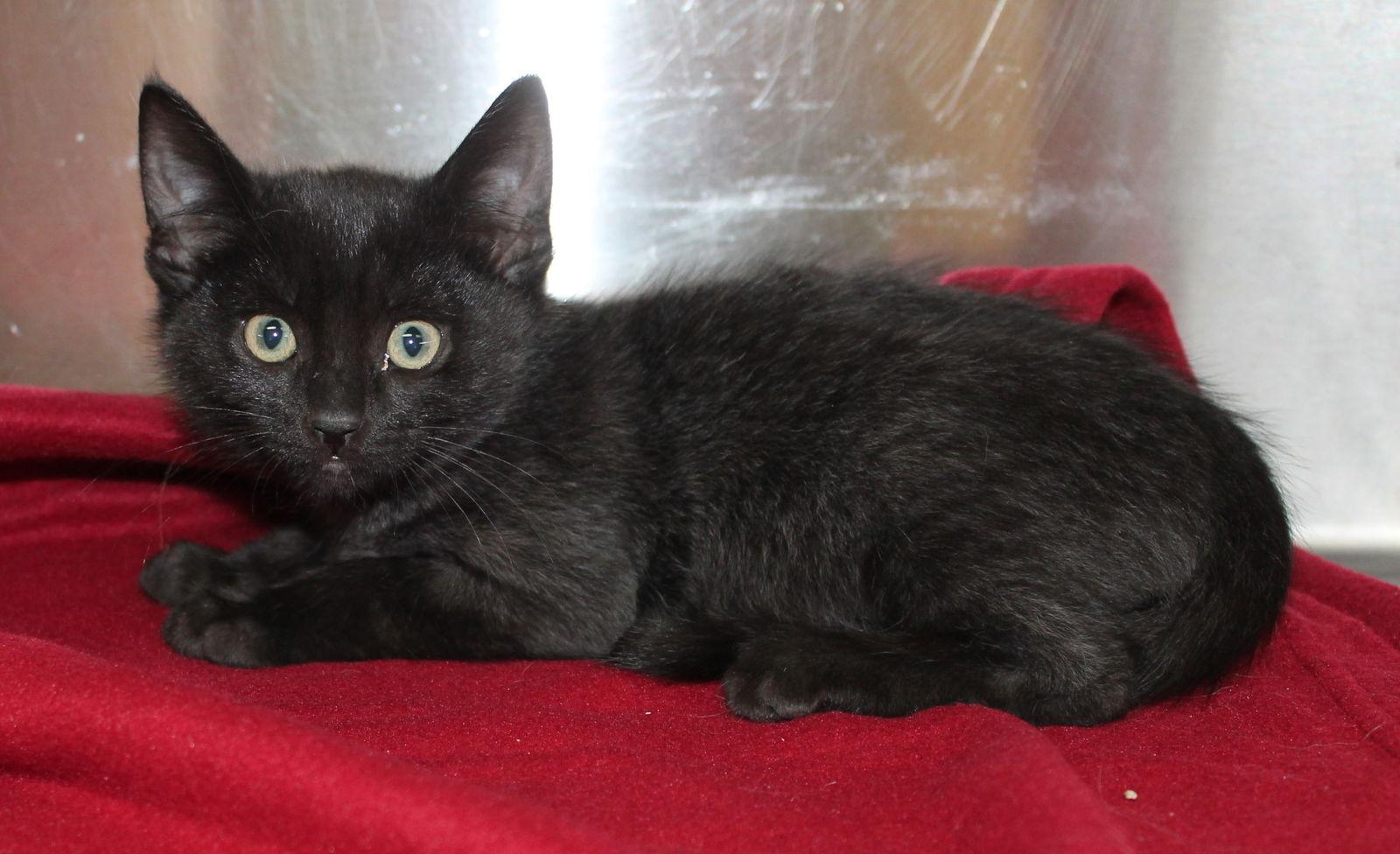 Enlarge Finley - 42738, a Adoptable Domestic Short Hair in Prattville, AL image 2/2