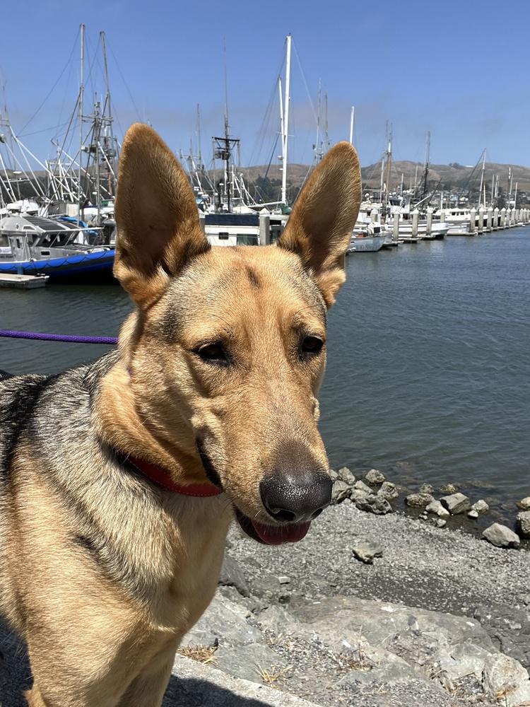 Boone, Adoptable, Young Male German Shepherd Dog.