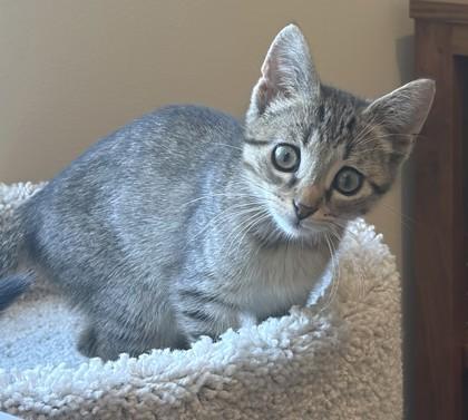 Enlarge Oliver, a Adoptable mixed breed in New Hope, PA image 2/3